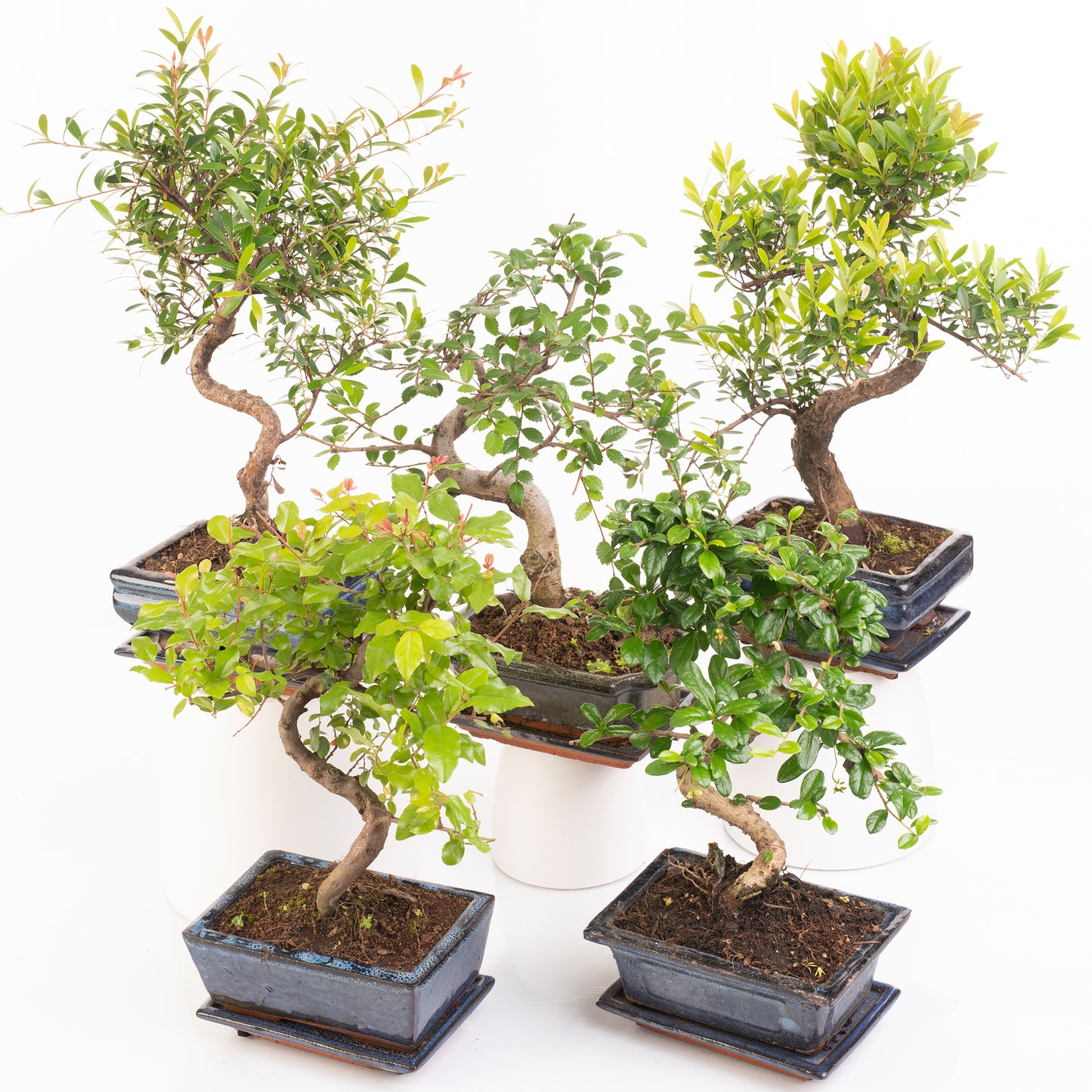 S-Shaped Bonsai