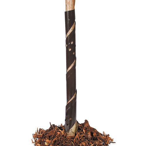 Spiral Tree Gaurds 2ft (Brown) (60cm) (#5)