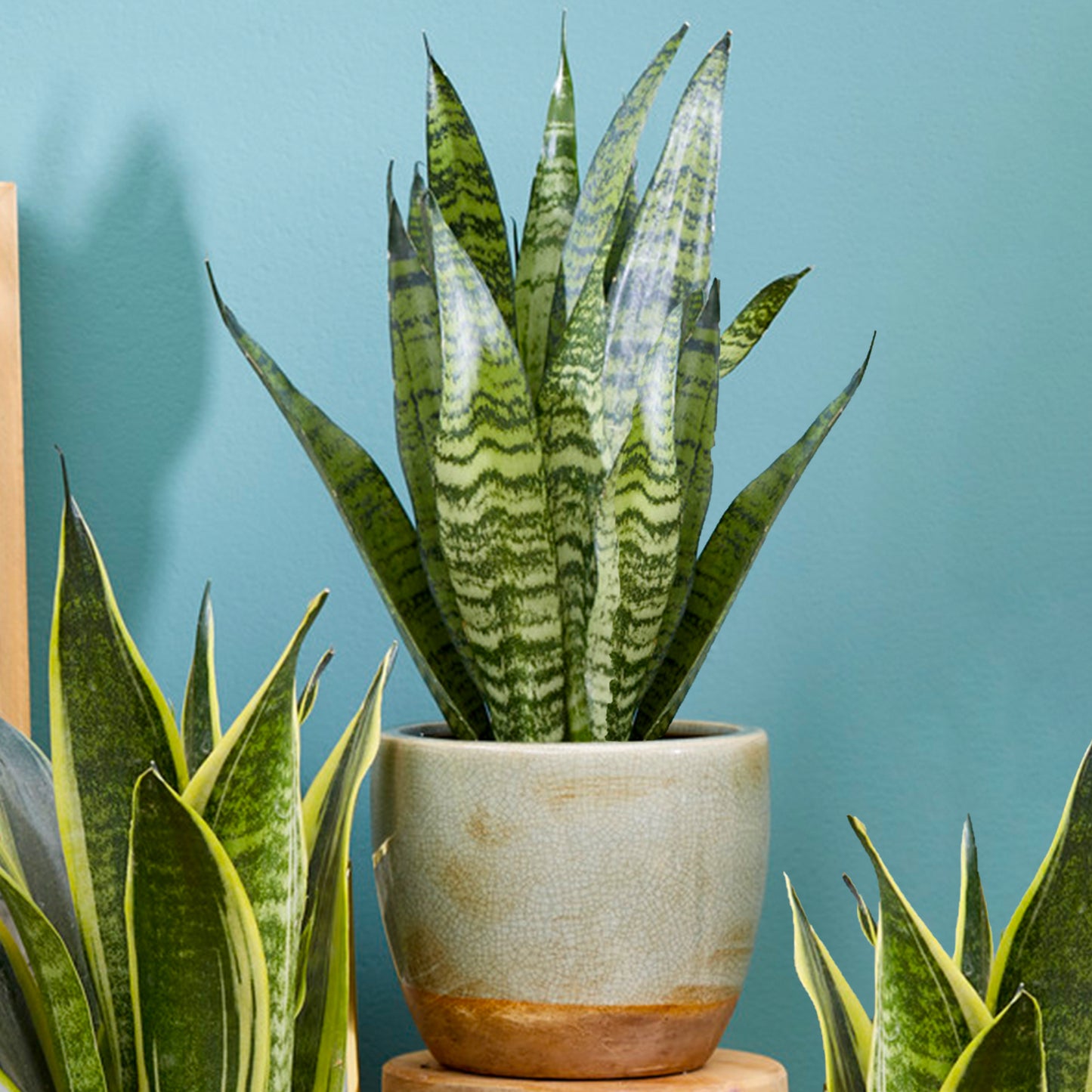 Sansevieria Black Coral (12cm) V2