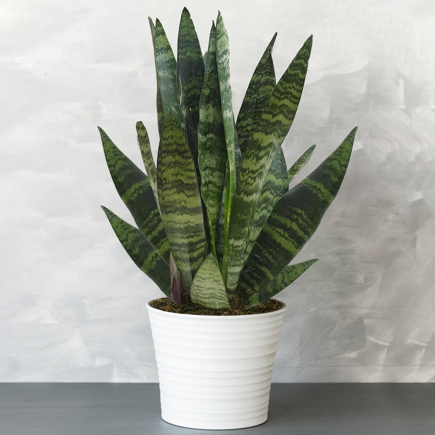 Sansevieria Black Coral (12cm) V3