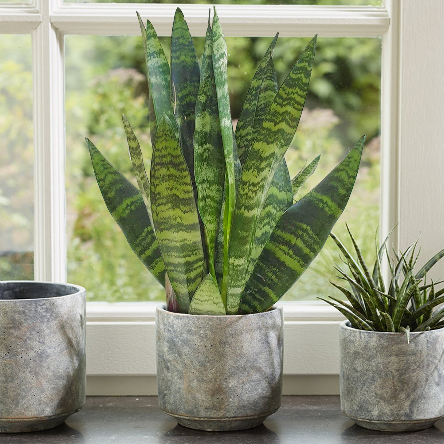 Sansevieria Black Coral (12cm) V4