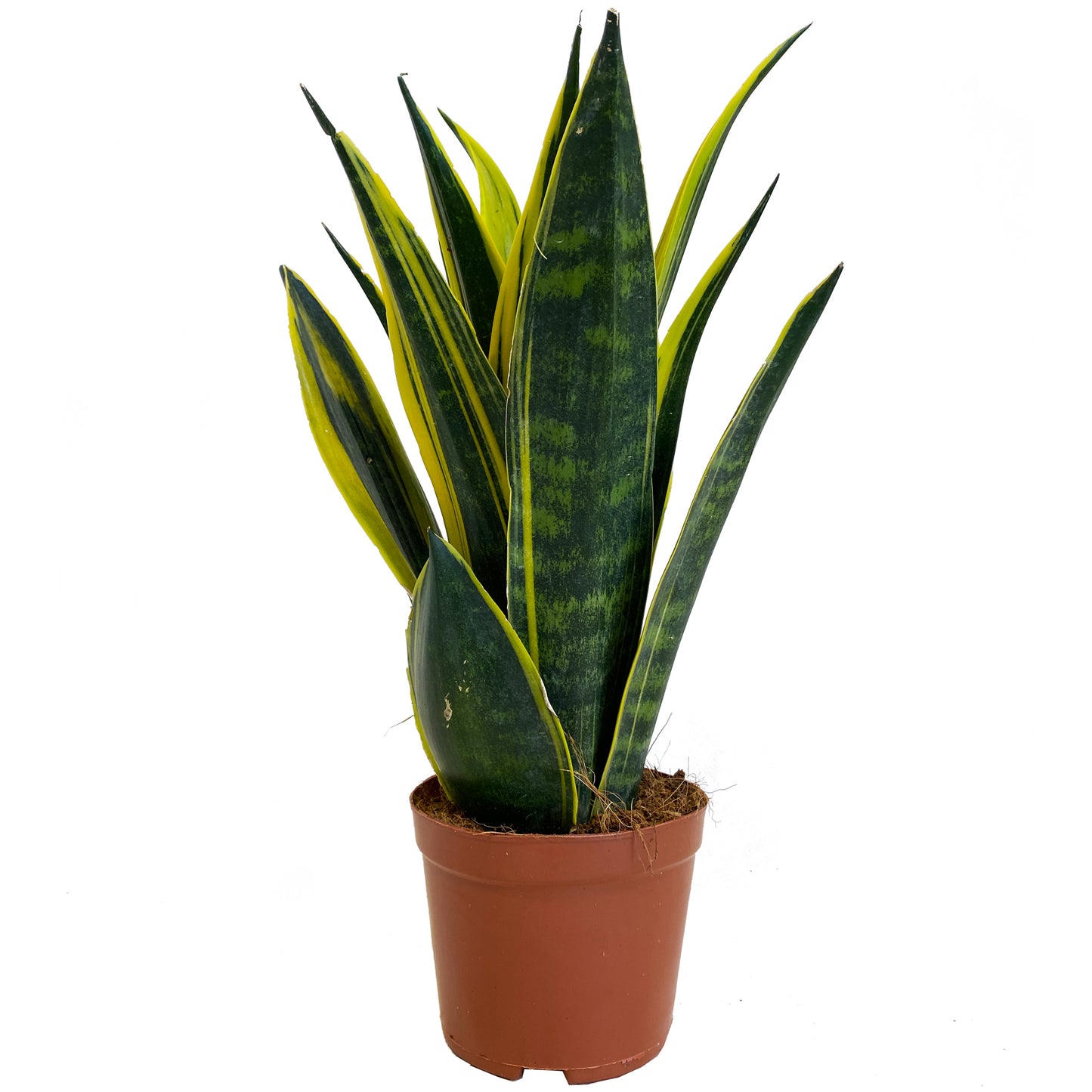 Sansevieria Golden Flame