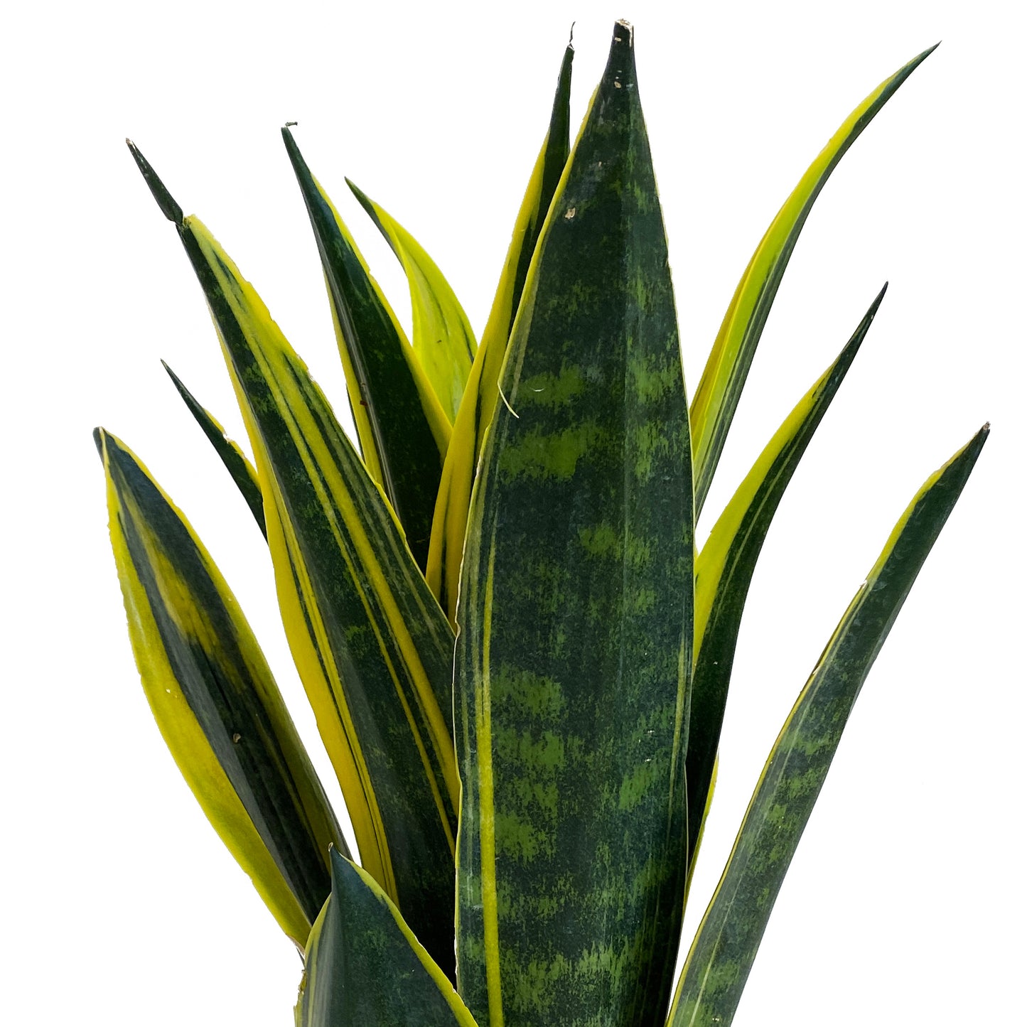 Sansevieria Golden Flame