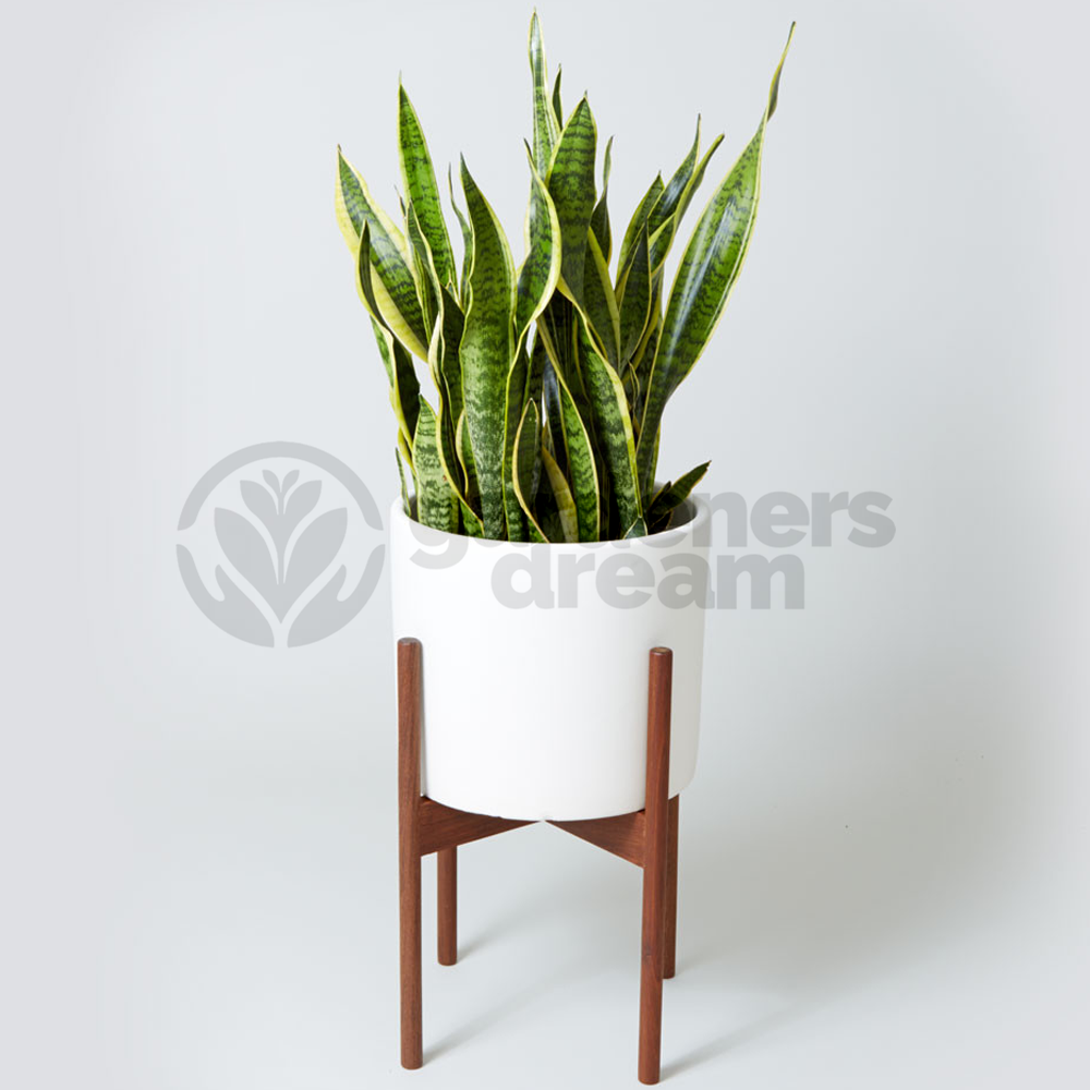 Sanseveria trifasciata Laurentii (13cm)