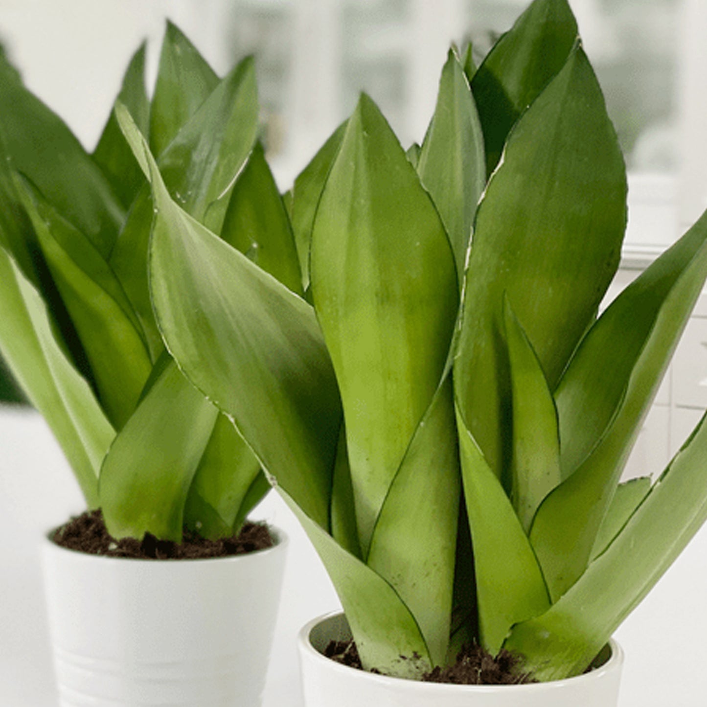 Sansevieria Moonshine