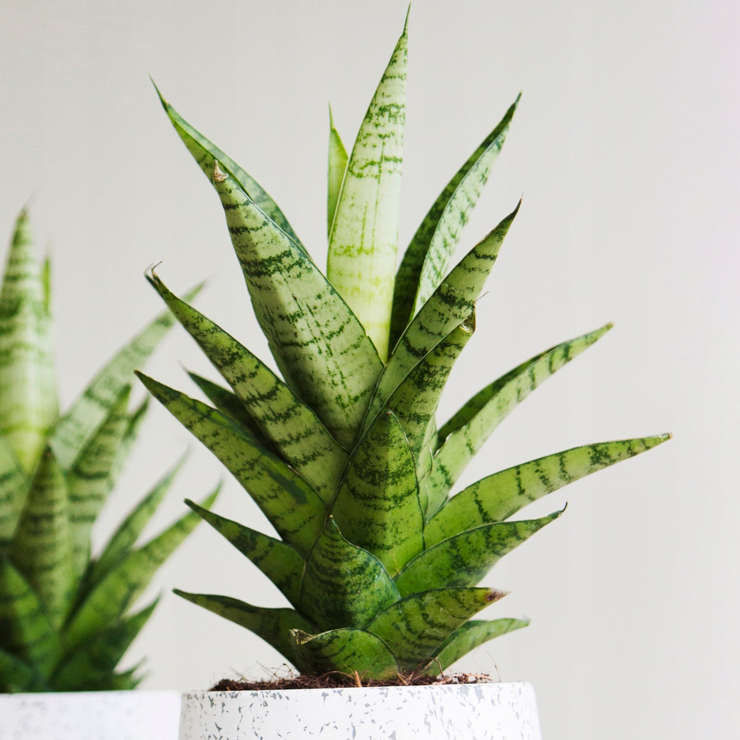 Sansevieria Tough Lady (12cm) V2