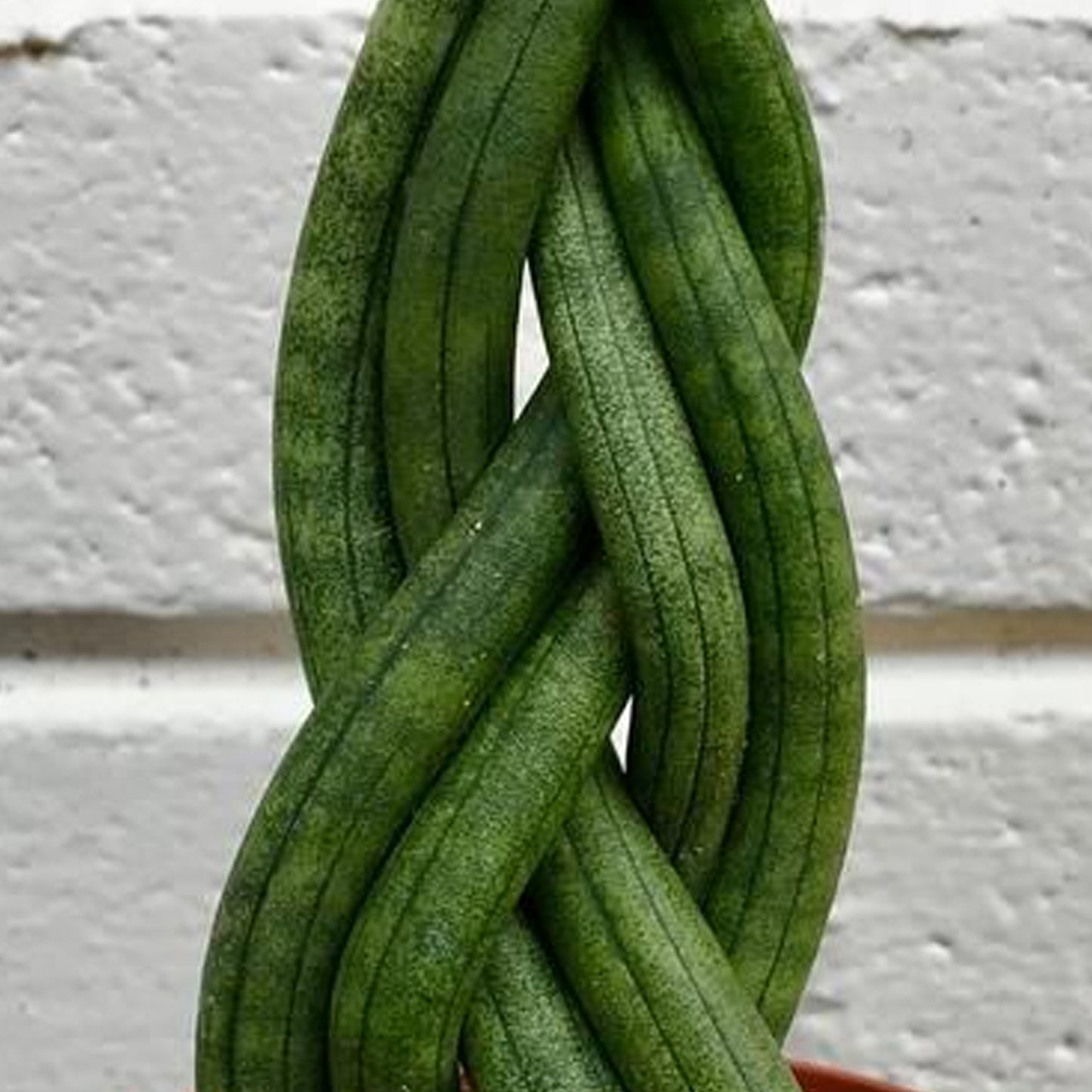 Sansevieria Twister