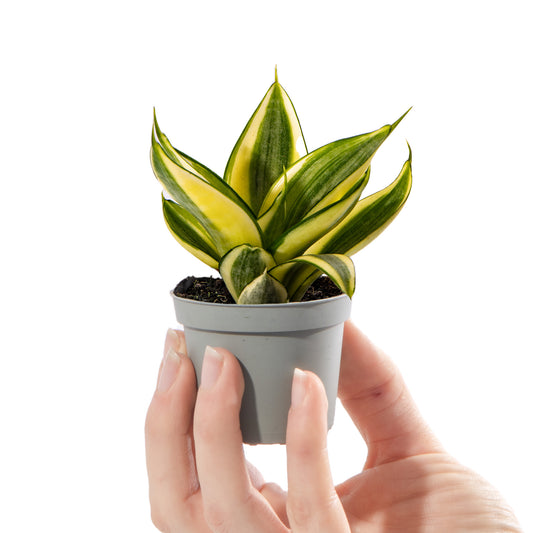 Baby Plants - Sansevieria Golden Hahnii