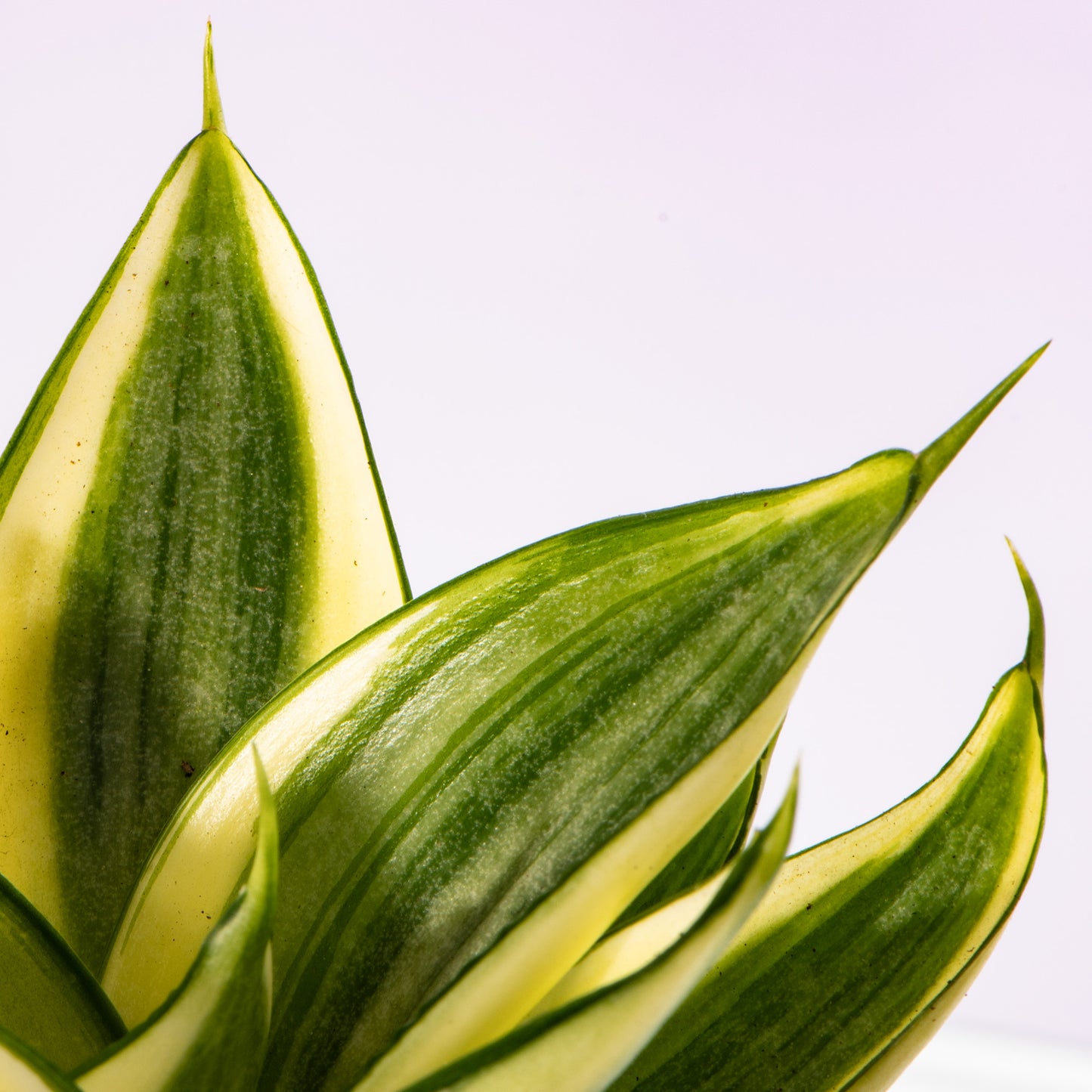 Baby Plants - Sansevieria Golden Hahnii