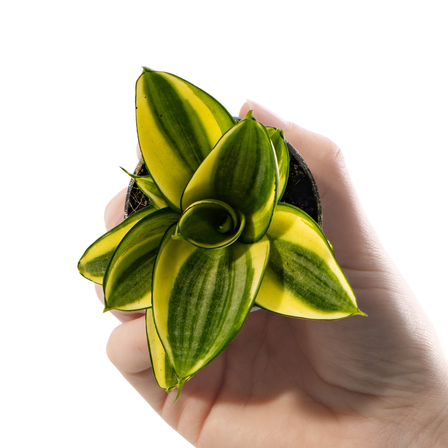 Baby Plants - Sansevieria Golden Hahnii