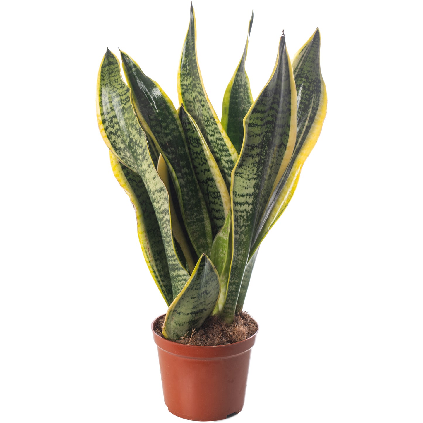 Unkillable Mix (Sansevieria Laurenti, Aspidistra Elatior, Ficus Robusta 12cm)