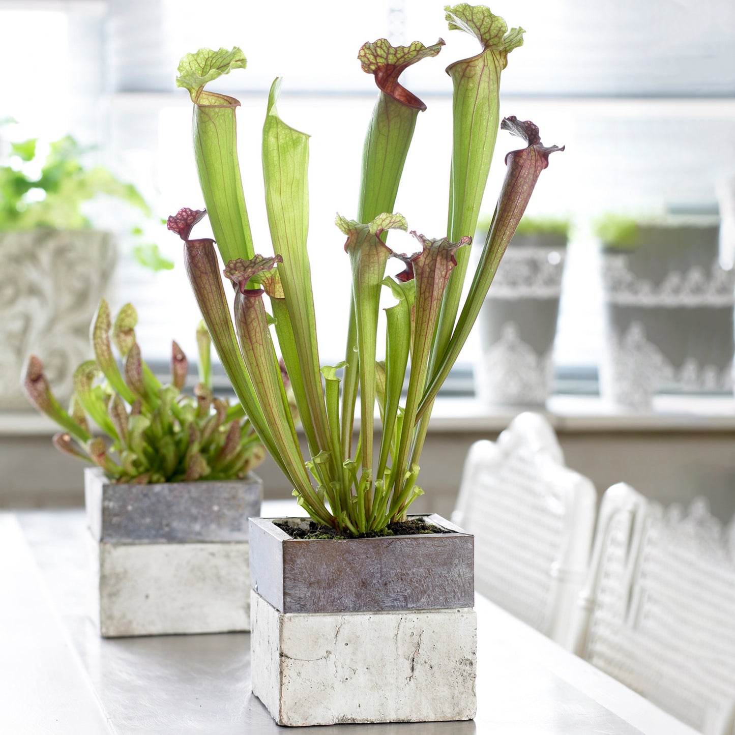 Sarracenia Smoorii (12cm) V3