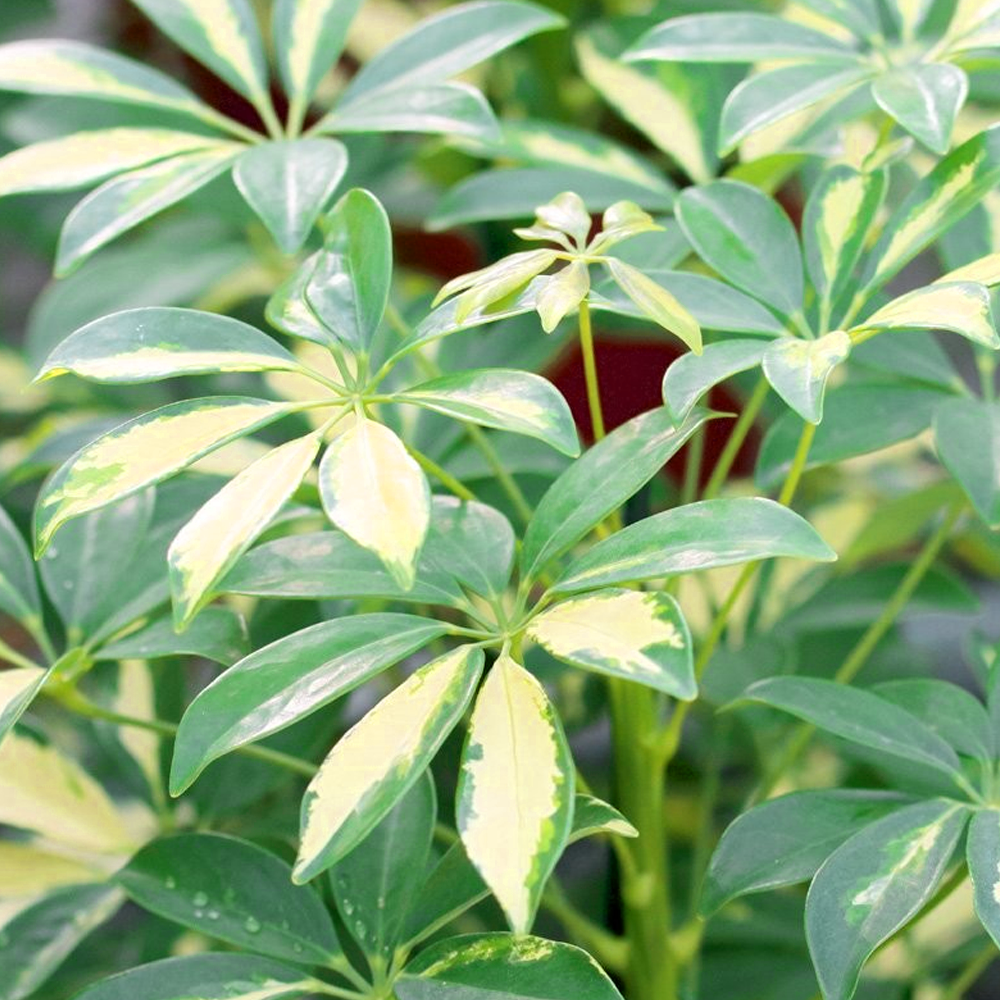 Schefflera arboricola Gerda (13cm)