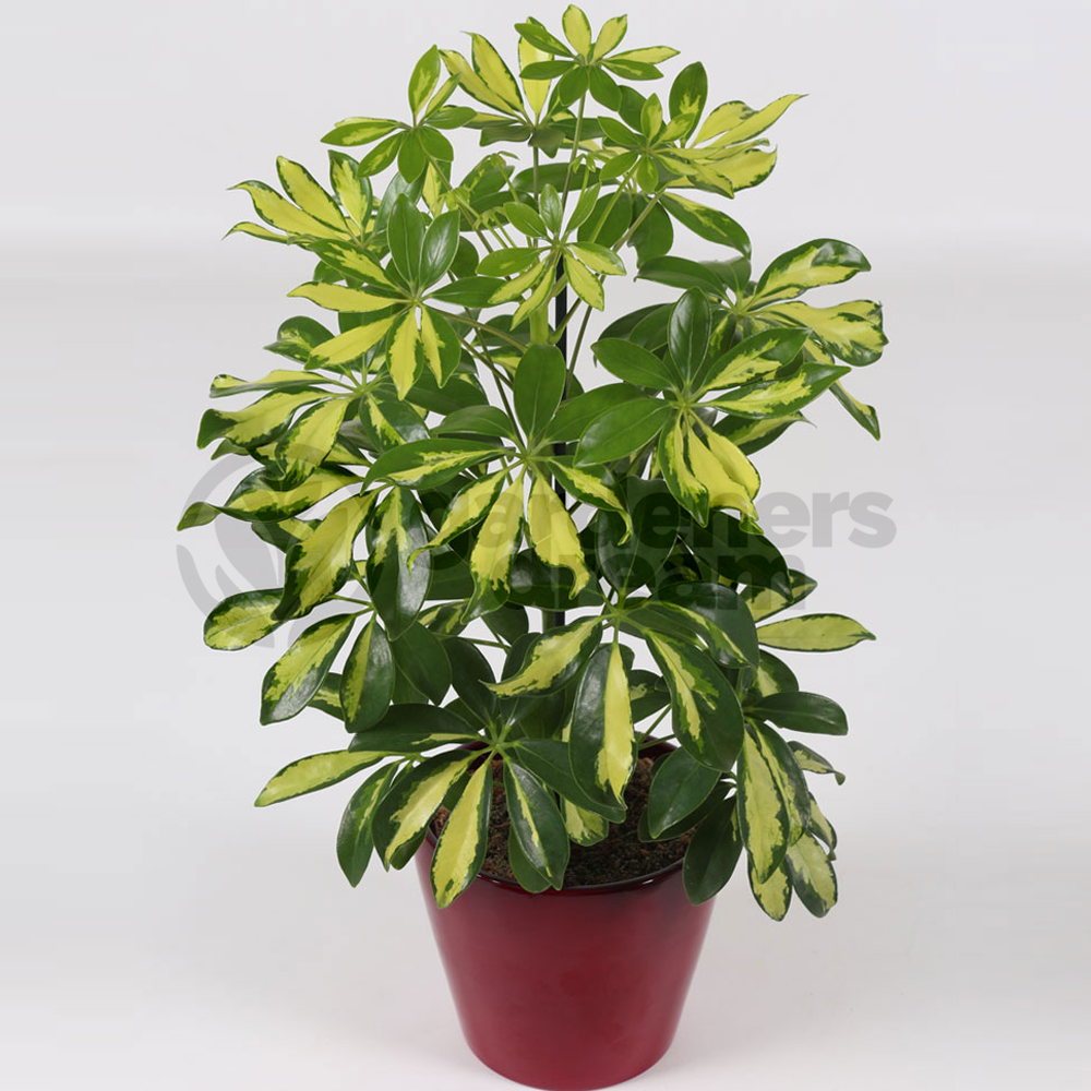 Schefflera arboricola Gerda (13cm)