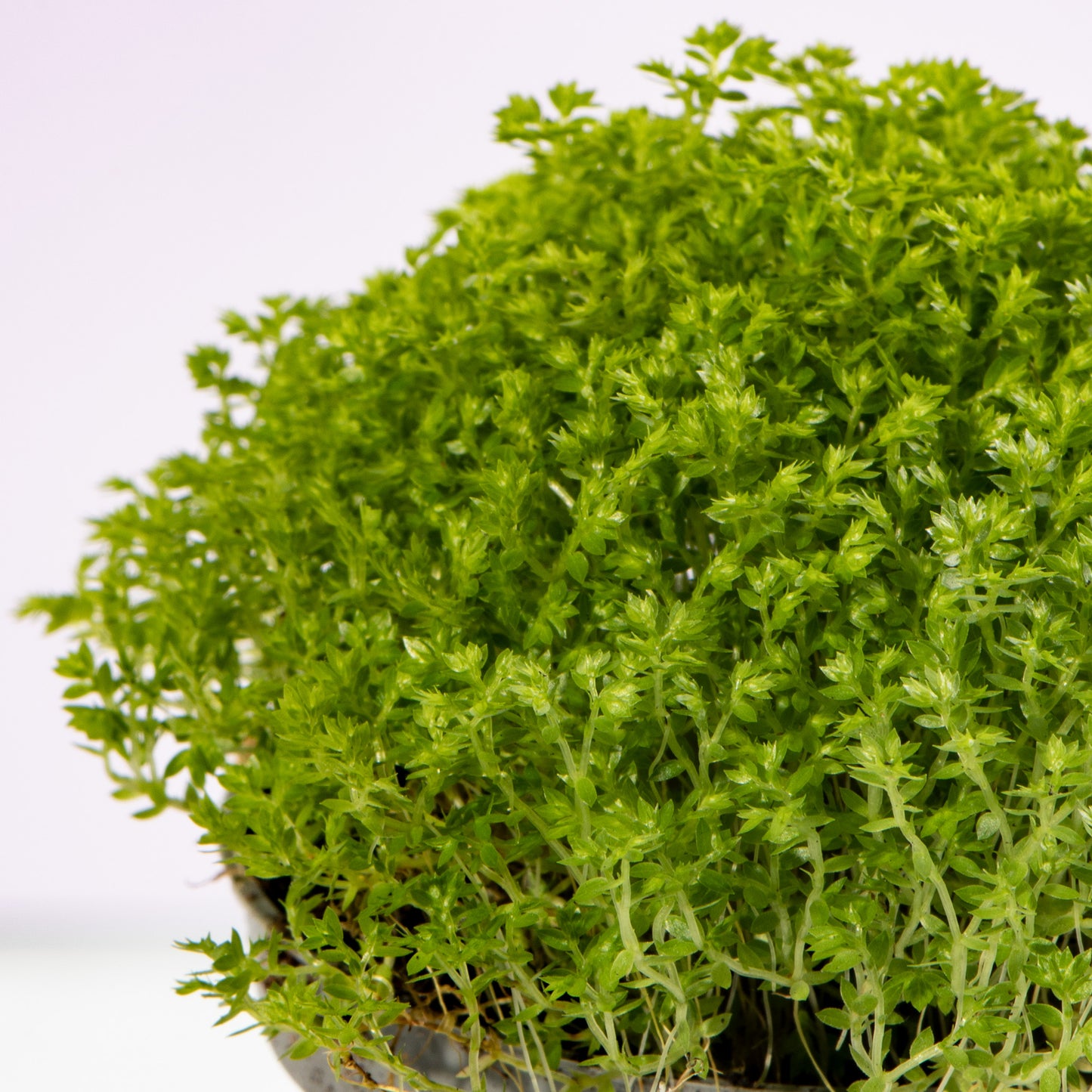Baby Plants - Selaginella Apoda