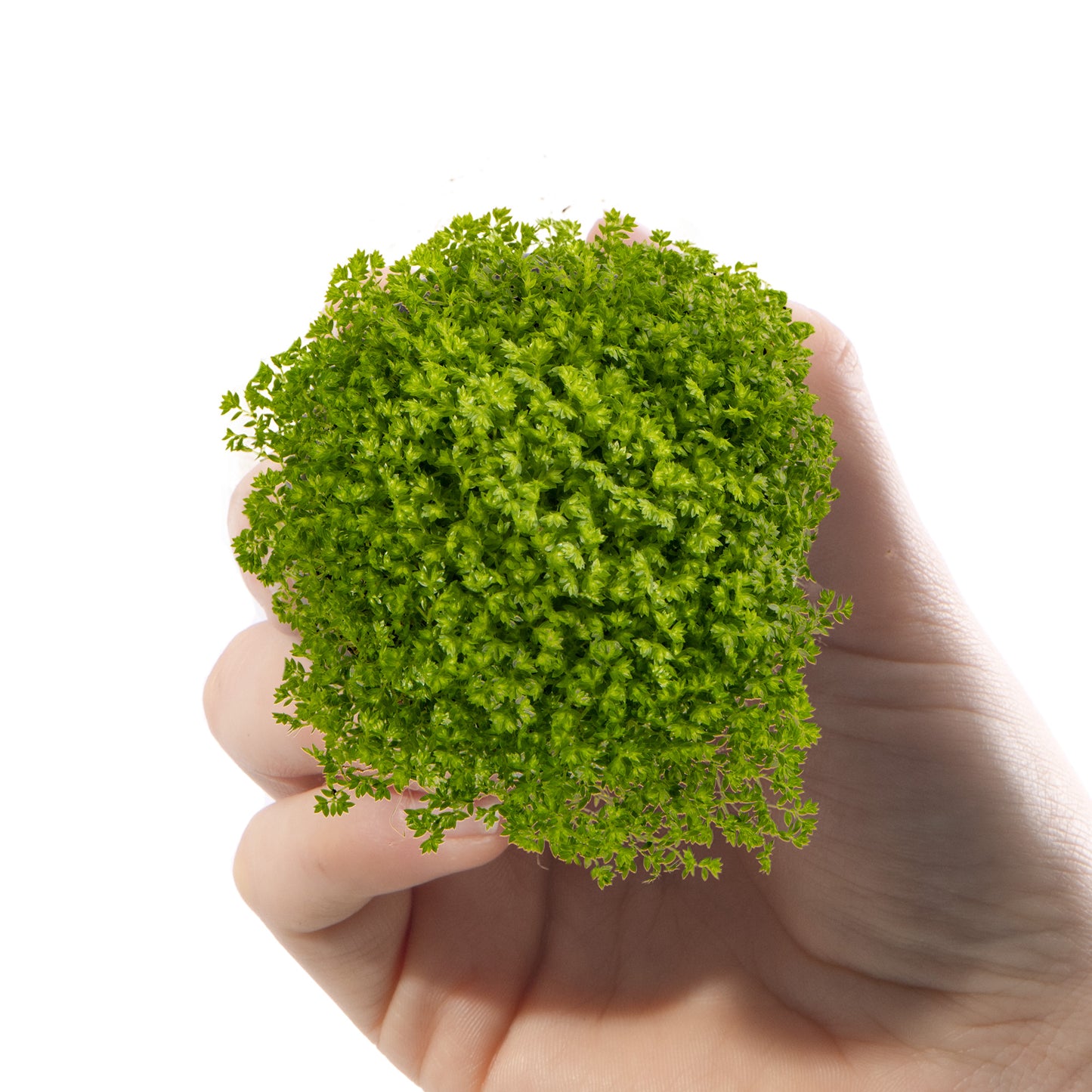 Baby Plants - Selaginella Apoda