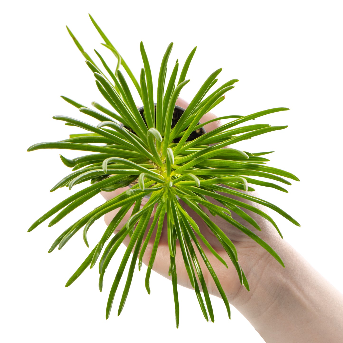 Baby Plants - Senecio Archeri Himalaya