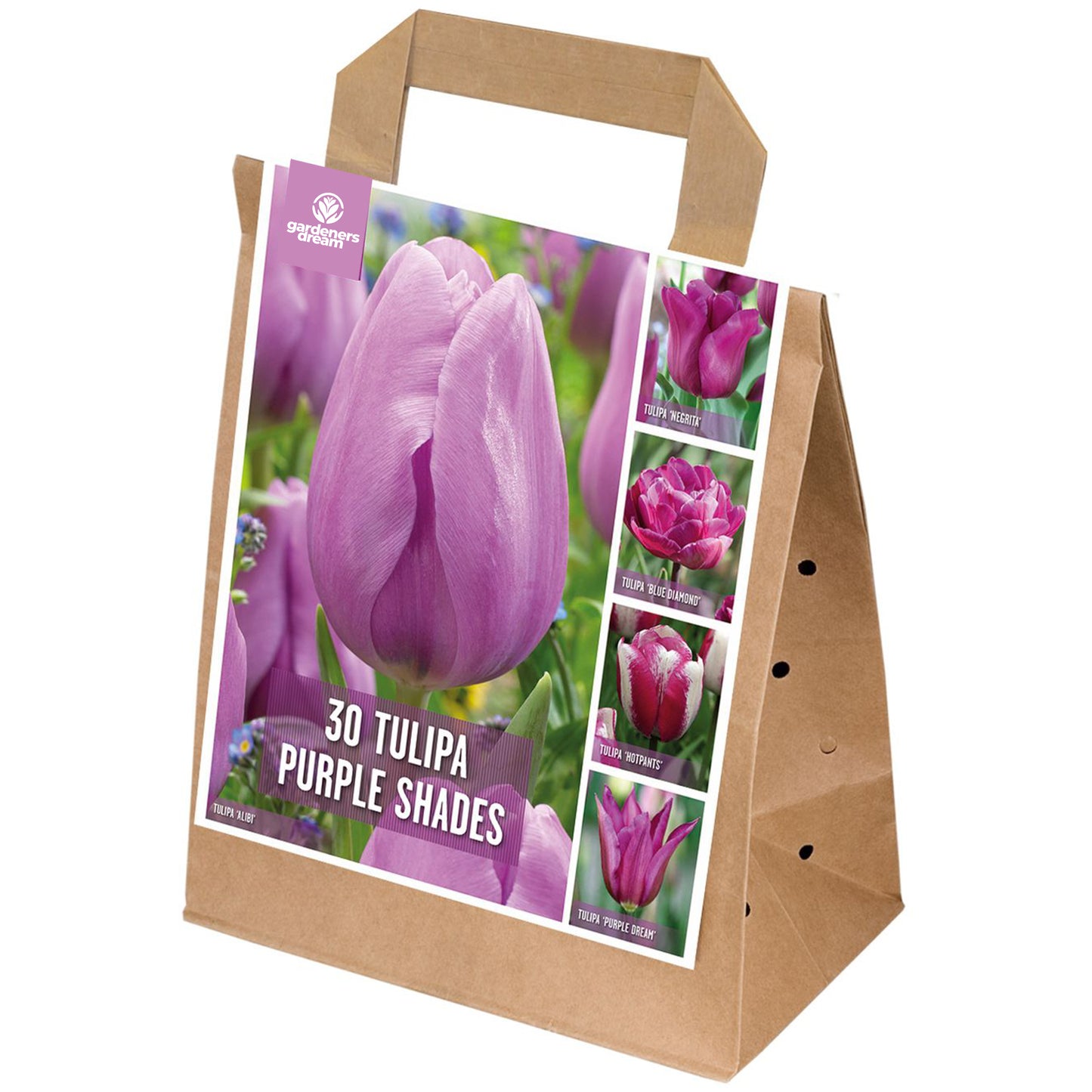Shades of Colour - Tulip Violet Shades (Pack of 30)