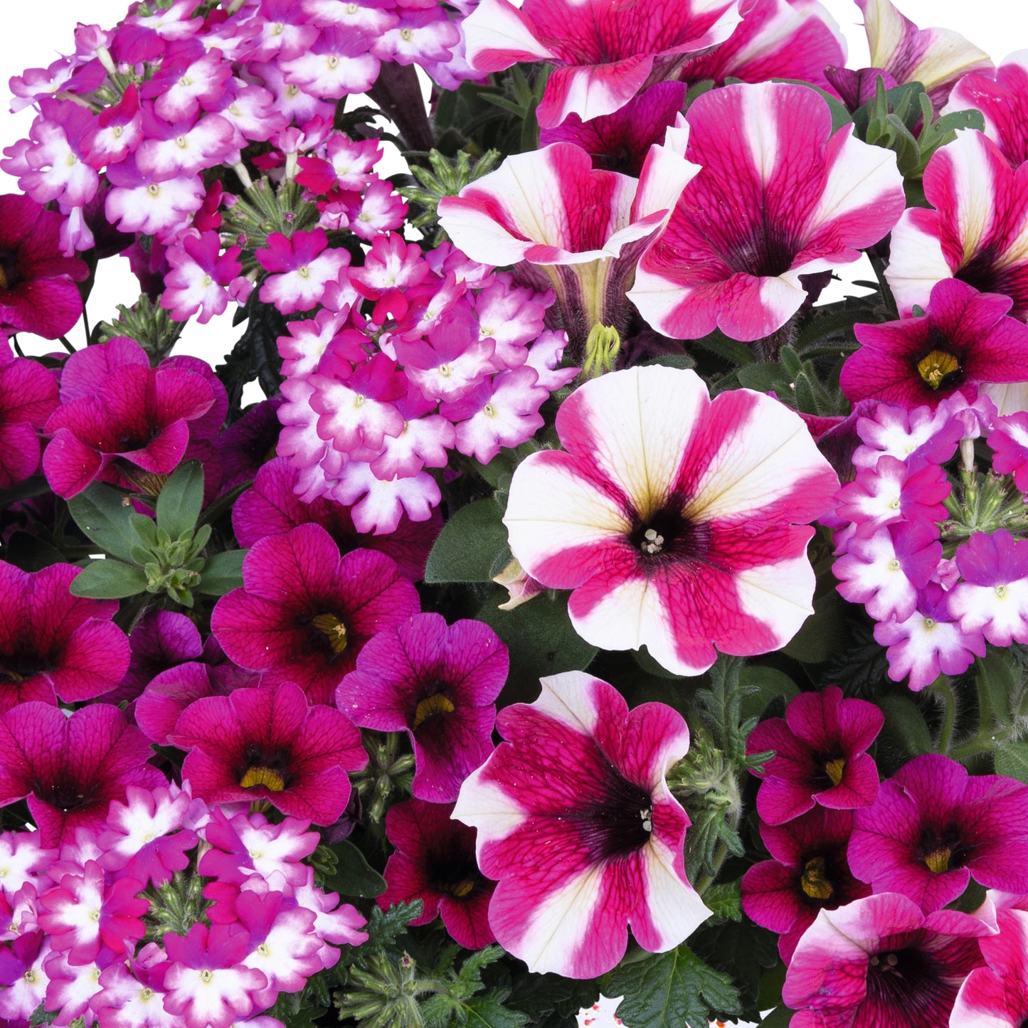 Basket Plants - Trio Shocking Hot Pink (13cm)