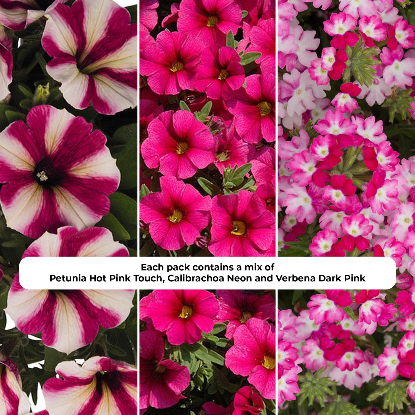 Basket Plants - Trio Shocking Hot Pink (13cm)
