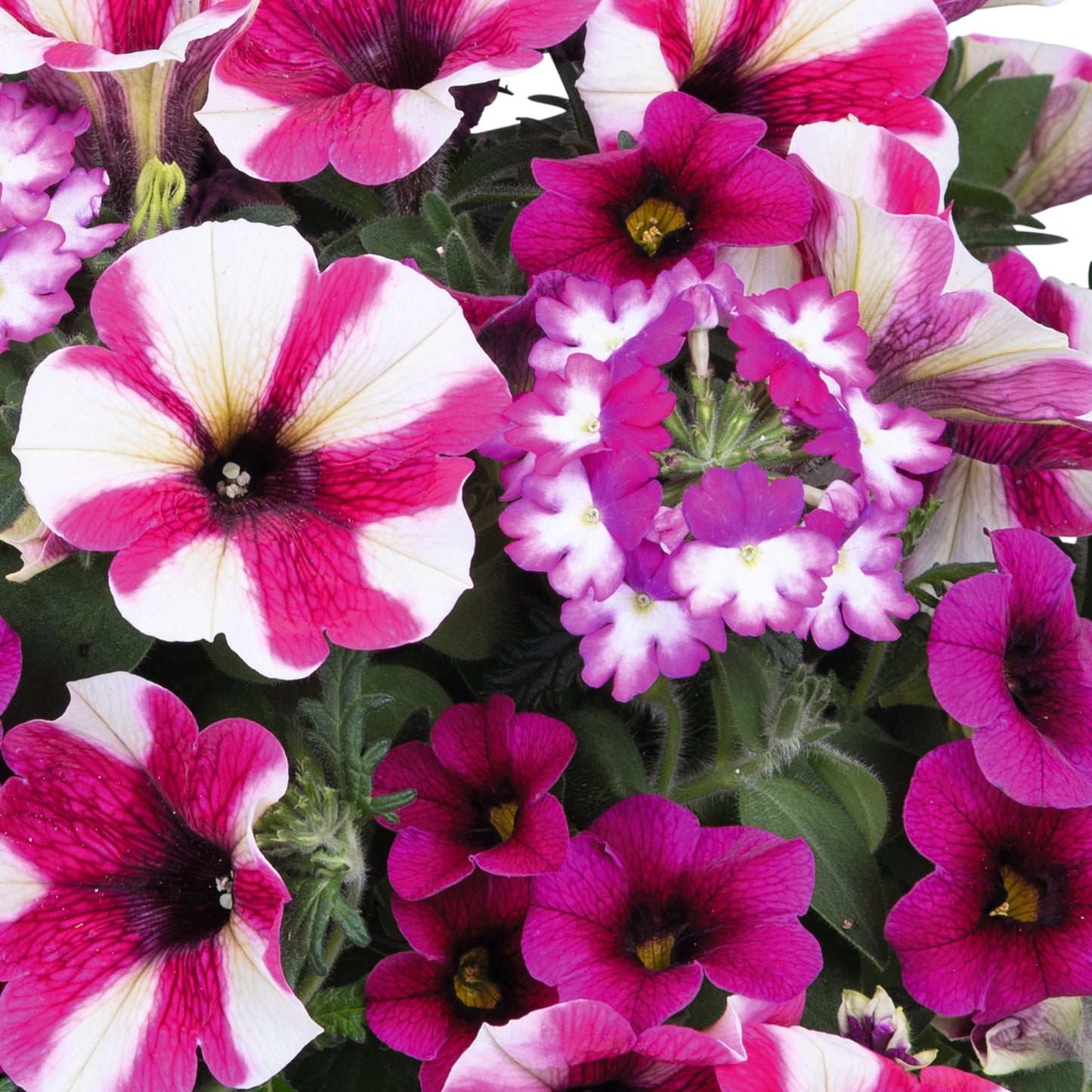 Basket Plants - Trio Shocking Hot Pink (13cm)