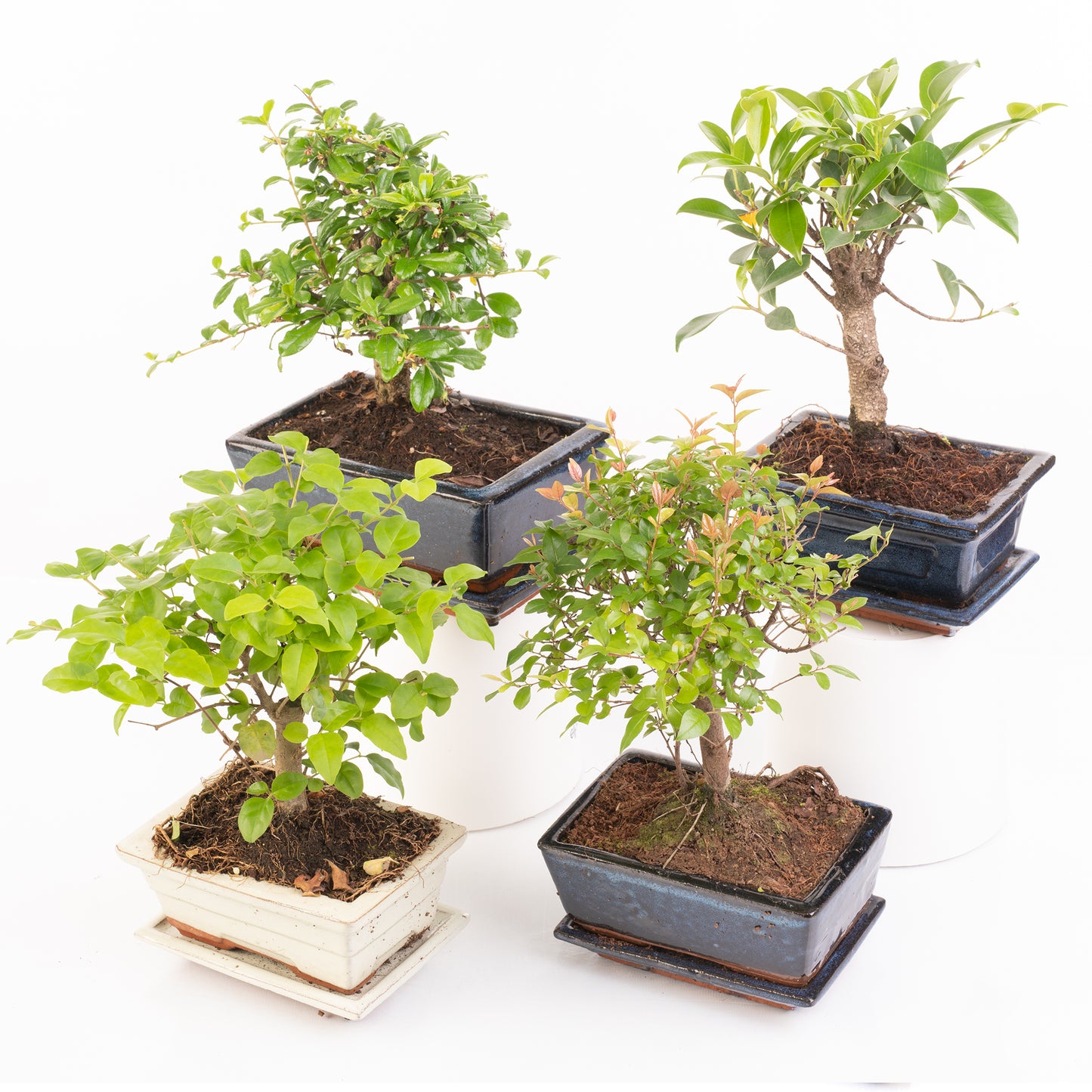 Straight Stem Bonsai