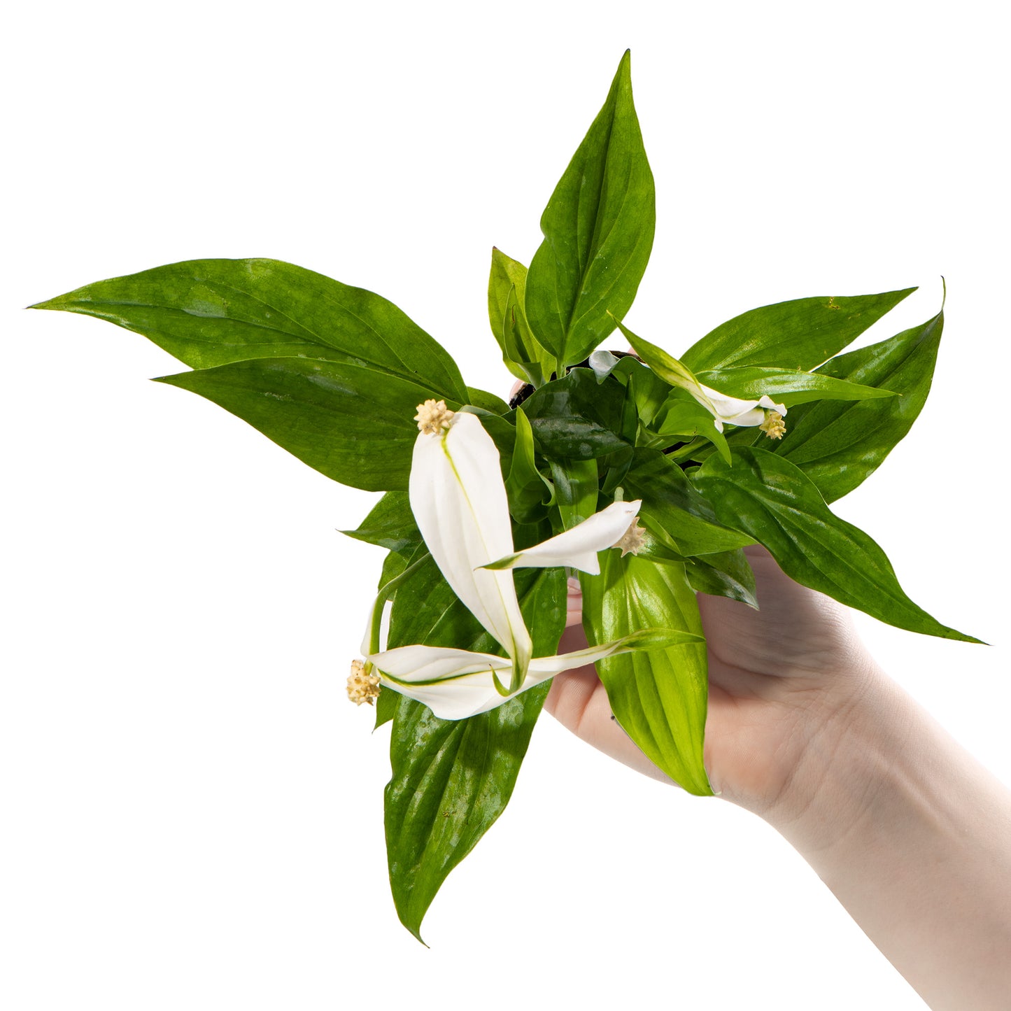 Baby Plants - Spathiphyllum Pearl Cupido