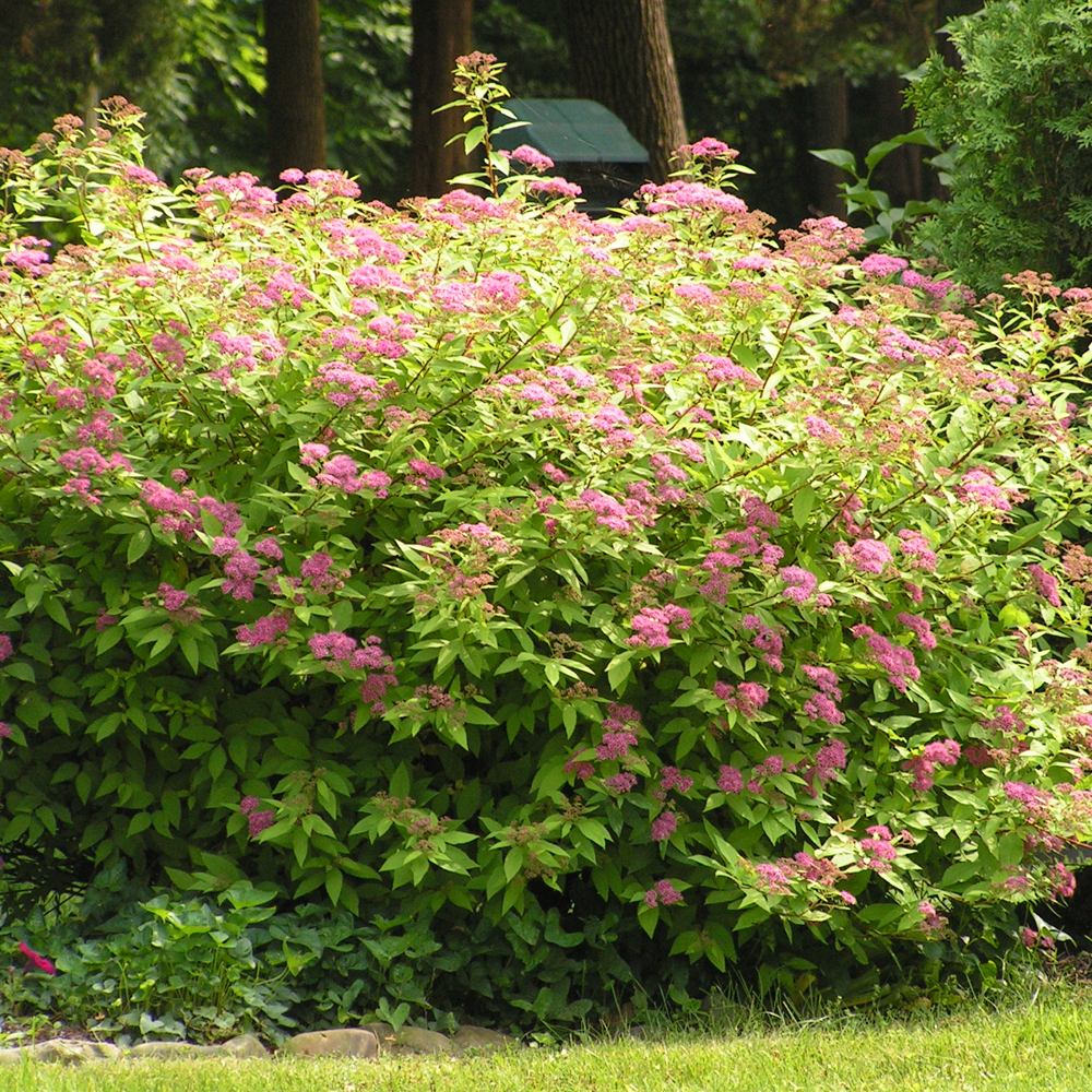 Spiraea Anthony Waterer (9cm)