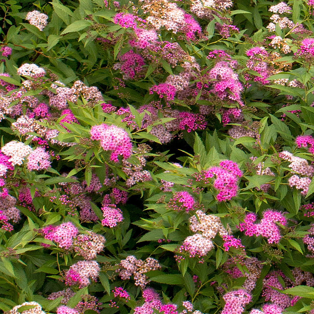 Spiraea Anthony Waterer (9cm)
