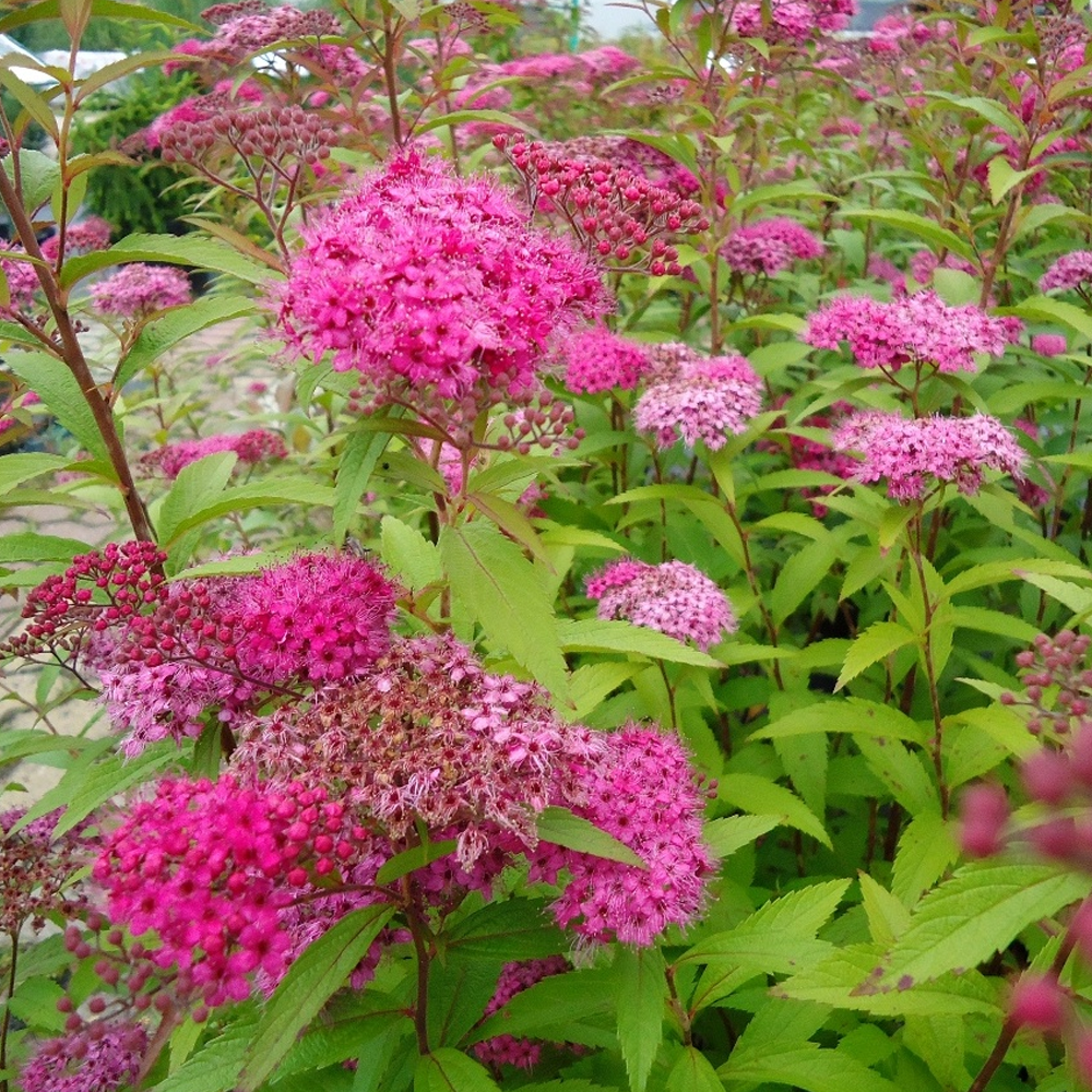 Spiraea Anthony Waterer (9cm)