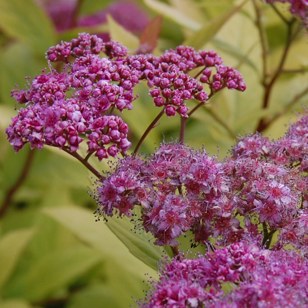 Spiraea Goldflame (9cm)