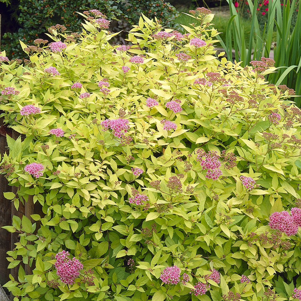 Spiraea Goldflame (9cm)