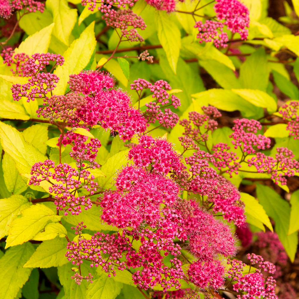 Spiraea Goldflame (9cm)