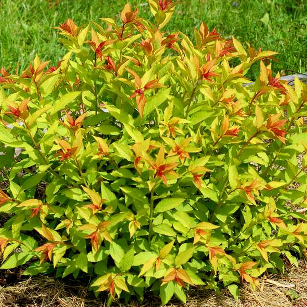 Spiraea Goldflame (9cm)