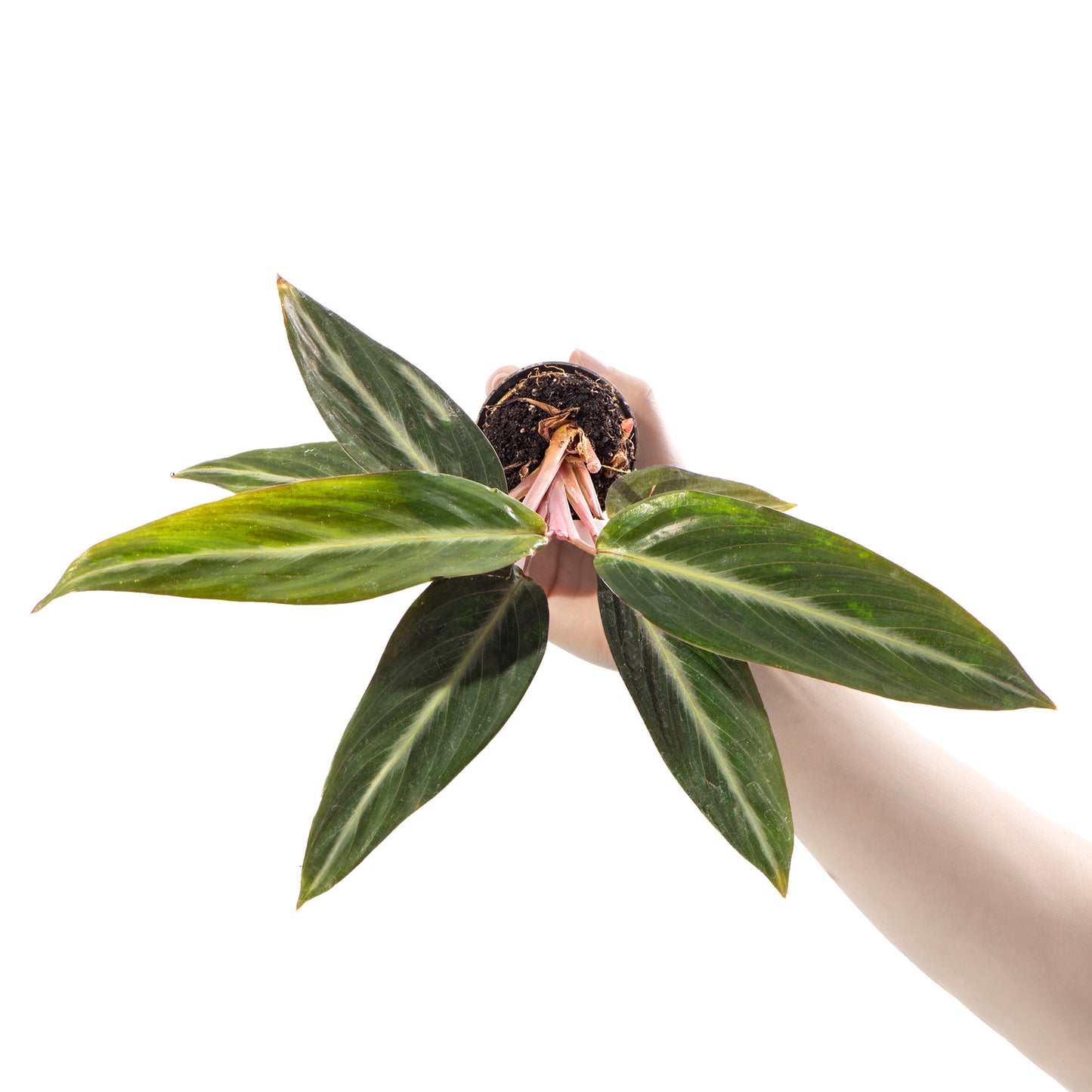 Baby Plants - Stromanthe Sanguinea