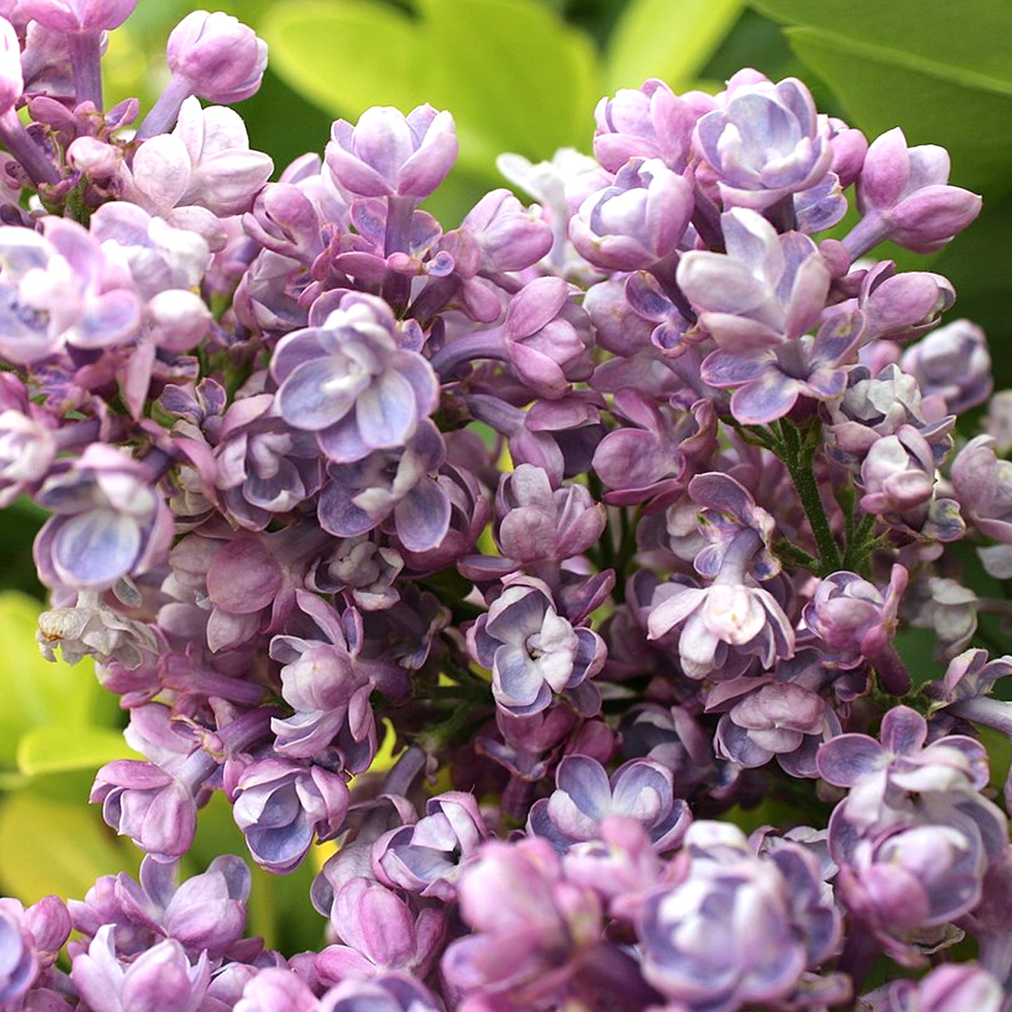 Syringa Katherine Havemeyer Tree (10L, 5-6ft)
