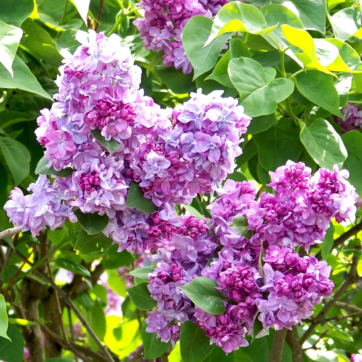 Syringa Katherine Havemeyer Tree (10L, 5-6ft)