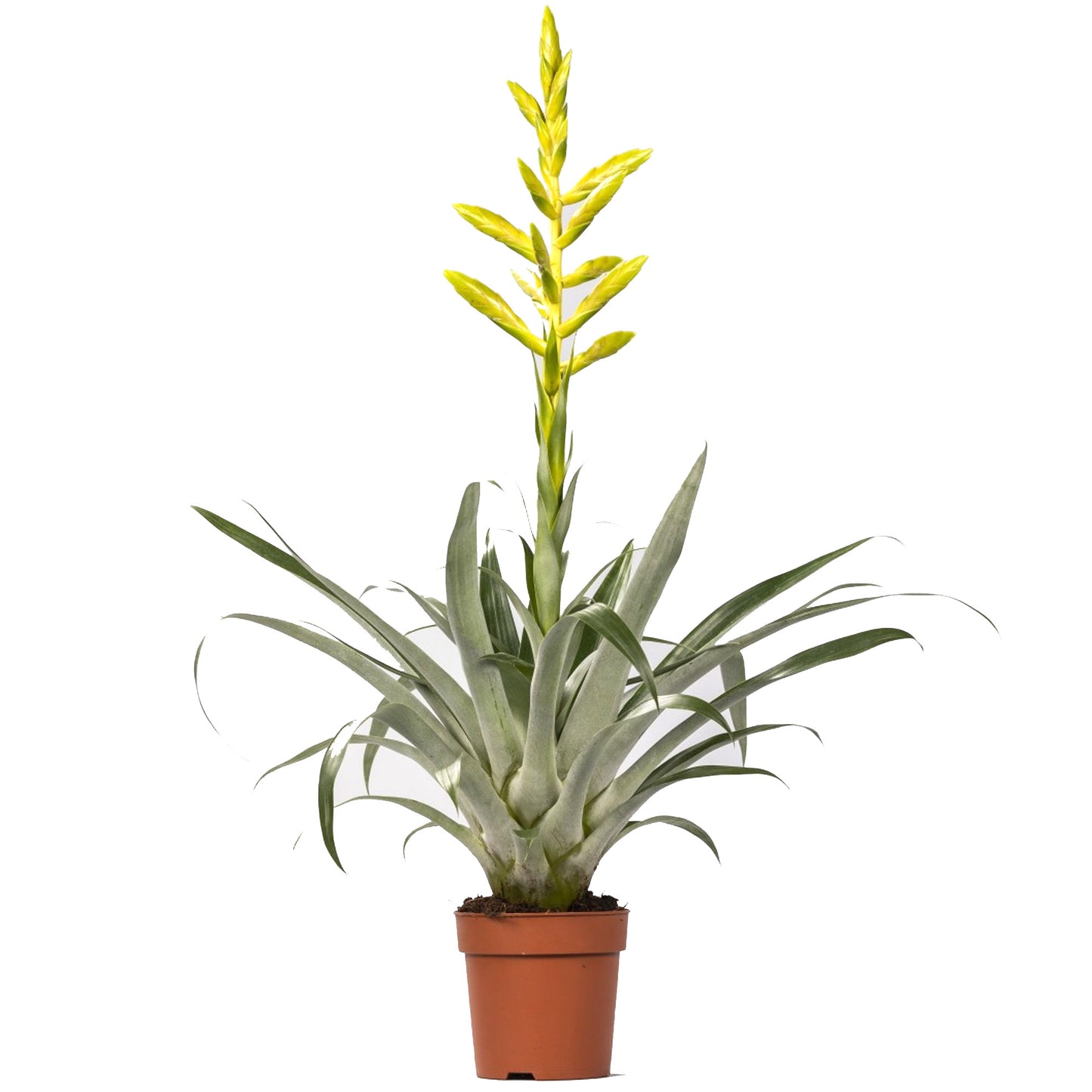 Tillandsia Oerstediana