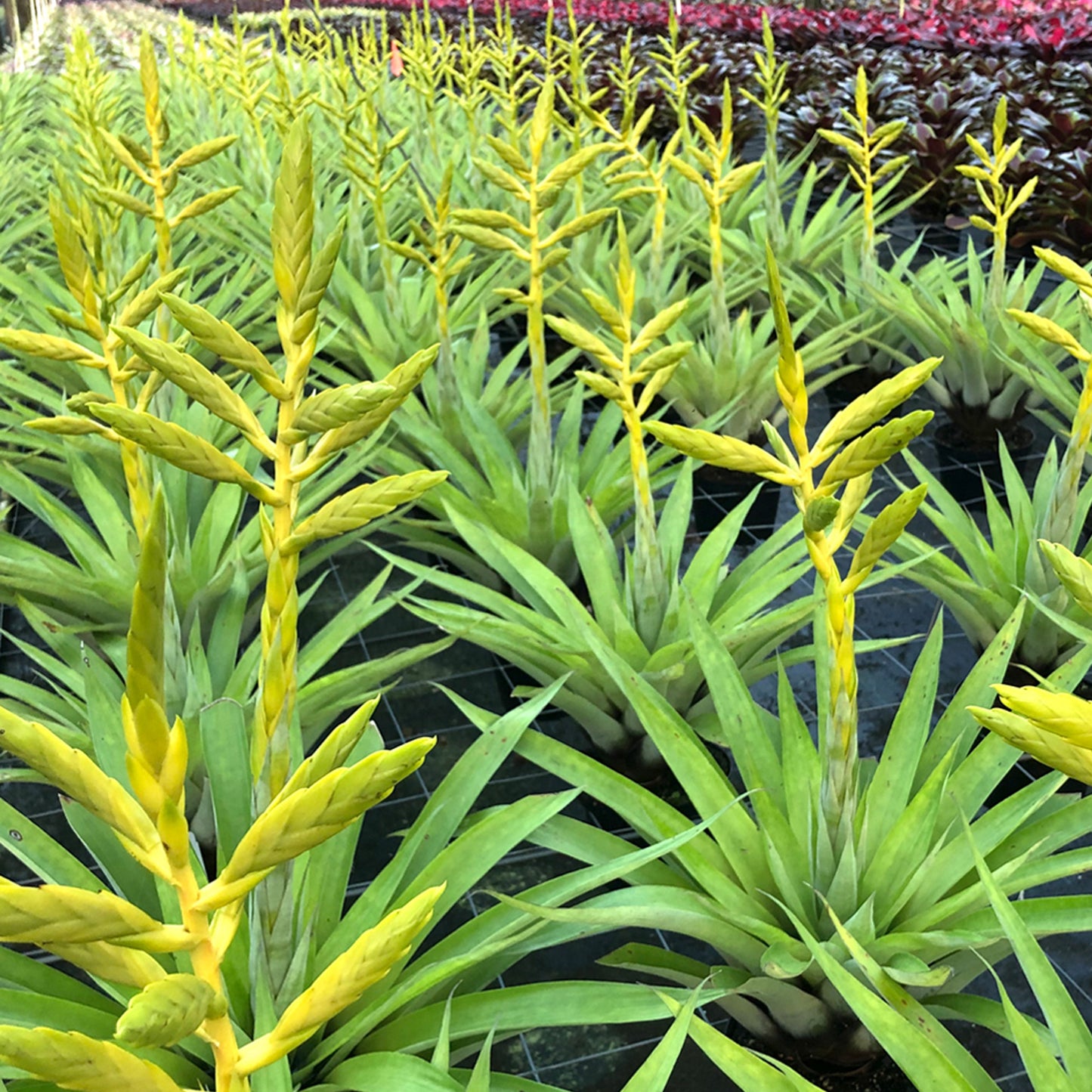 Tillandsia Oerstediana