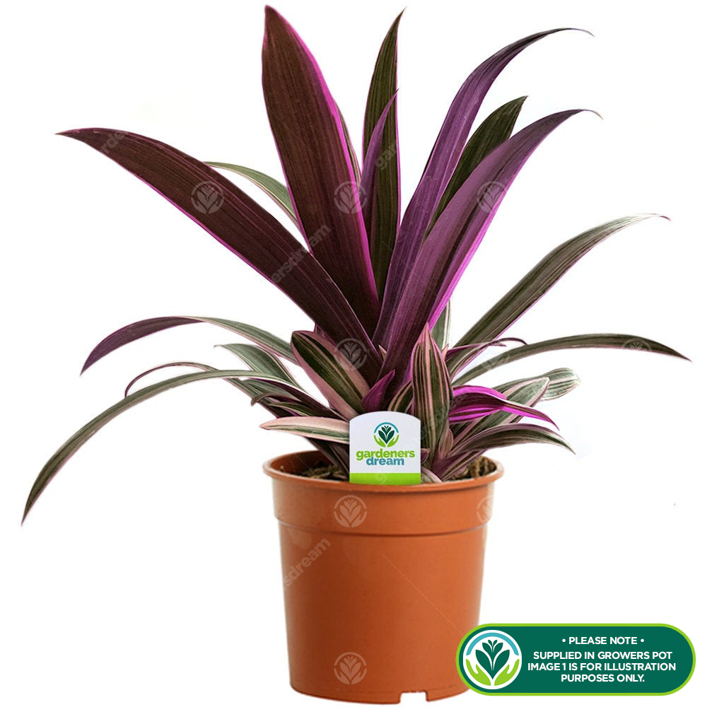 Tradescantia sitara (12cm, V1)