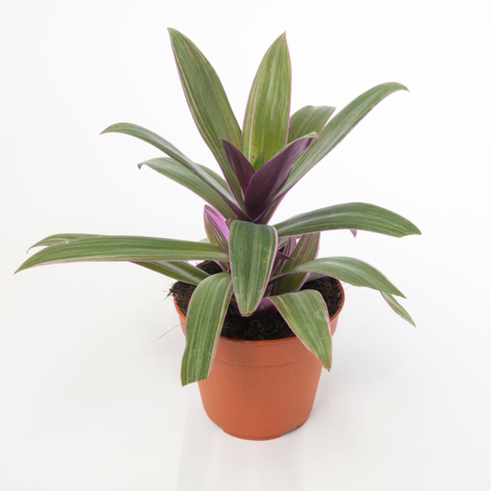 Tradescantia sitara (12cm, V1)