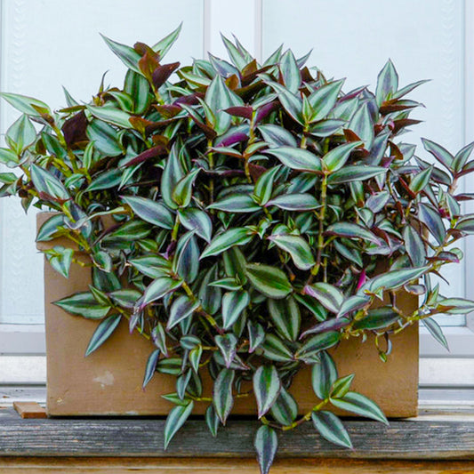 Tradescantia Zebrina (12cm) V2