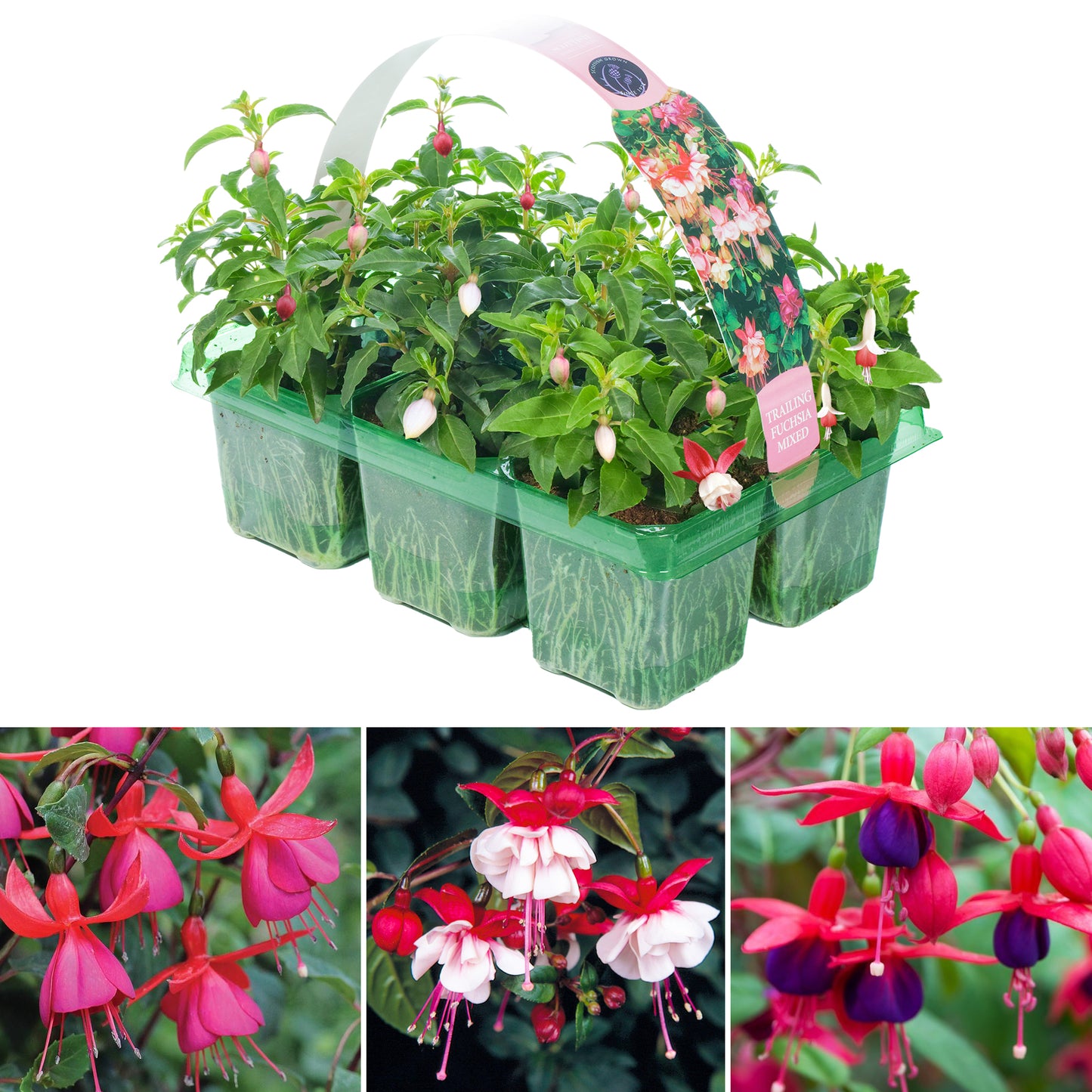 Basket Plants - Fuchsia Mixed Variety (6 Pack)