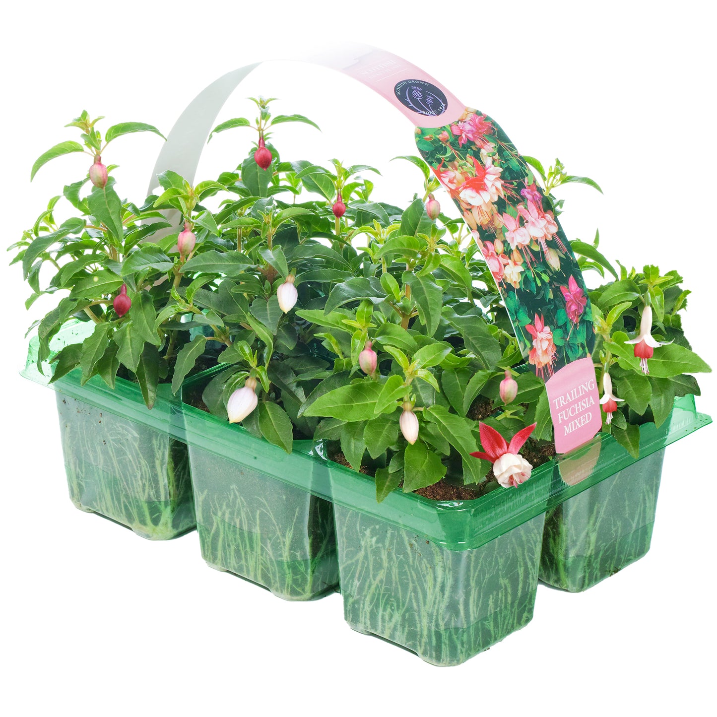 Basket Plants - Fuchsia Mixed Variety (6 Pack)