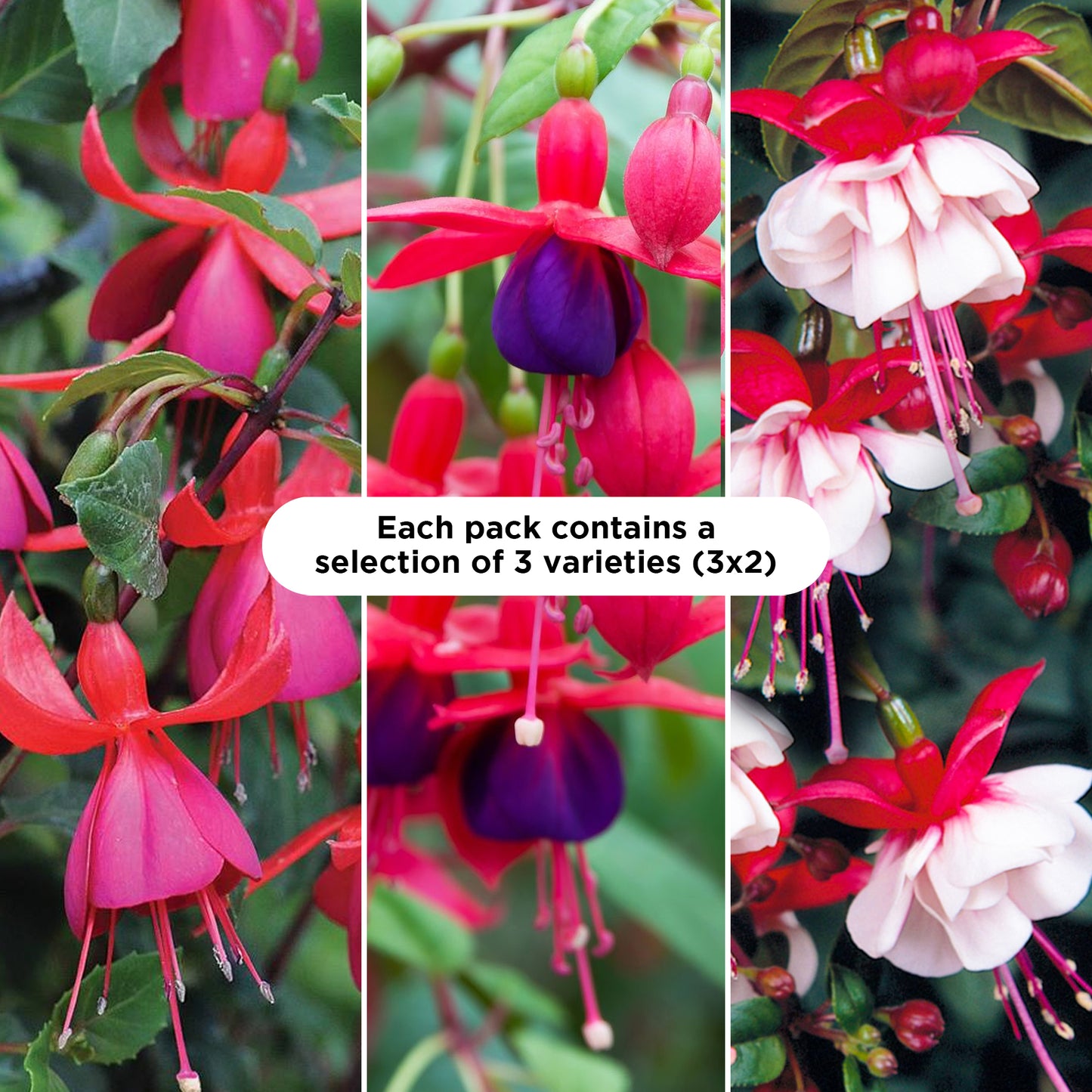Basket Plants - Fuchsia Mixed Variety (6 Pack)