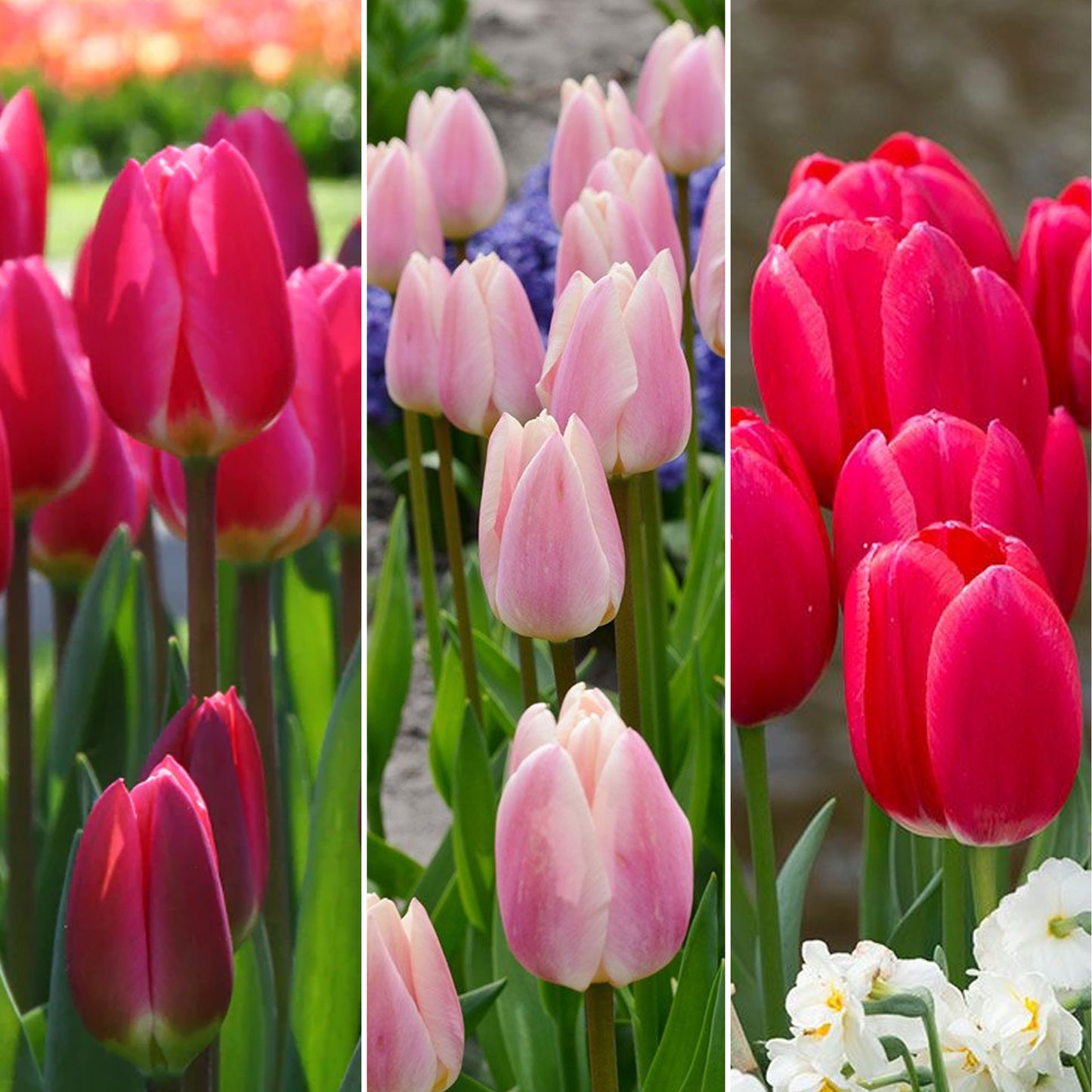 Combination - Tulip Darwin Hybrid Delight Mix (Pack of 15)