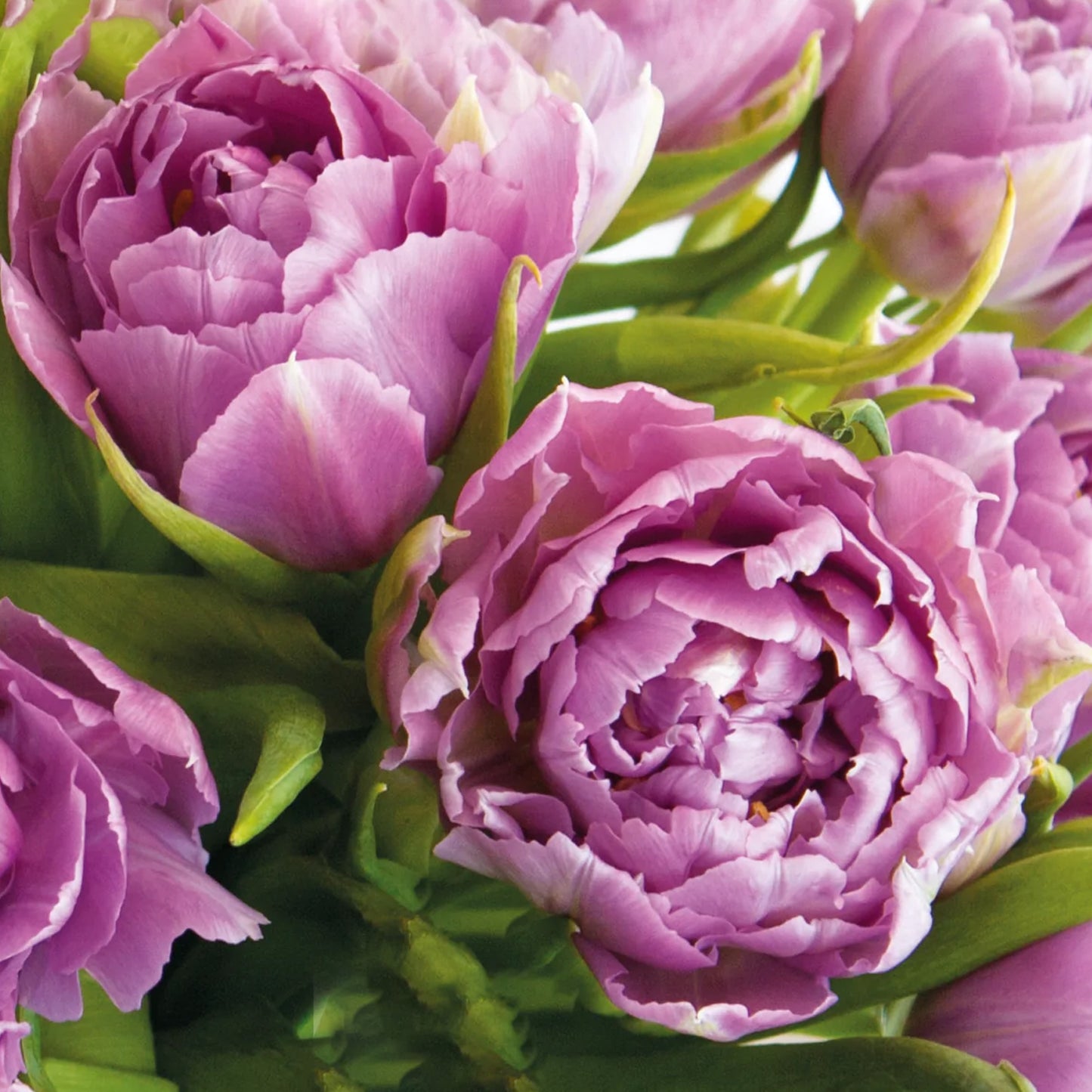 Tulip Double Wedding Bouquet (Pack of 10)