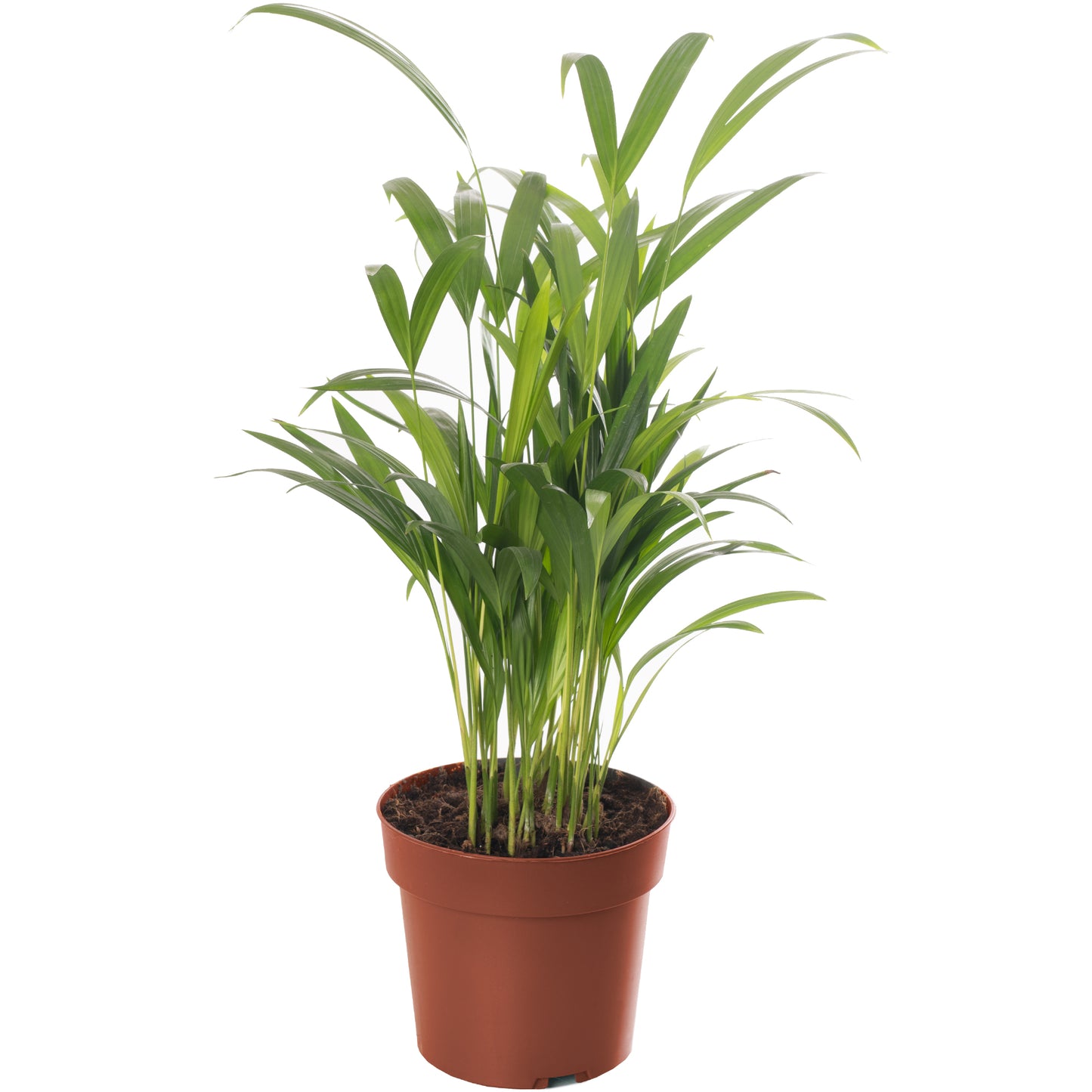 Areca Palm