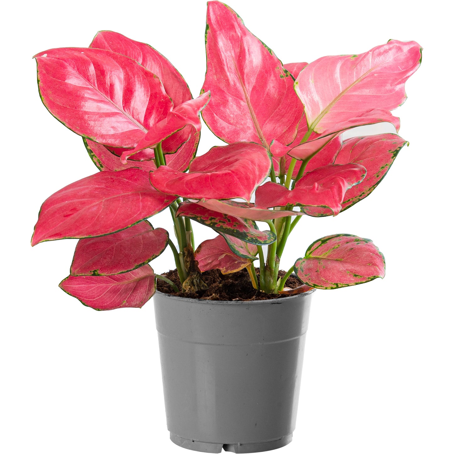 Aglaonema Red Zirkon