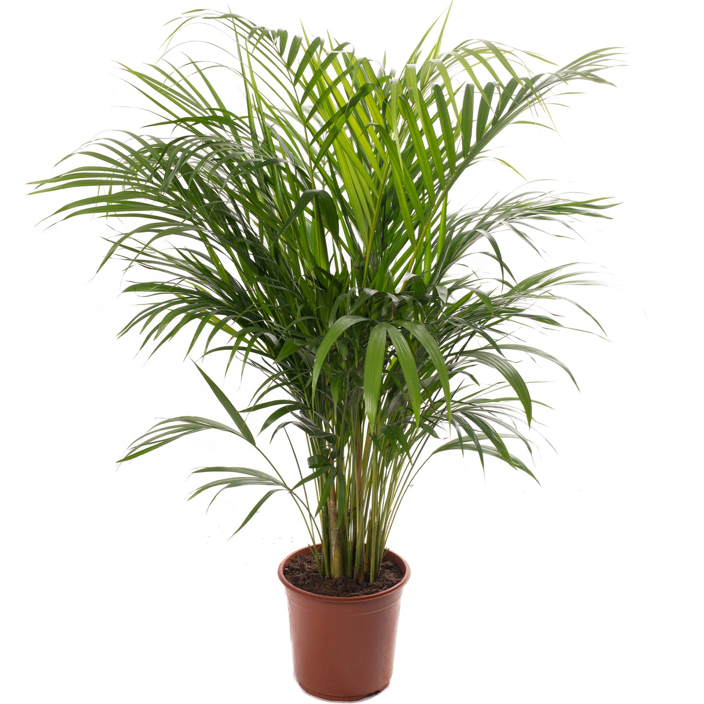 Areca Palm